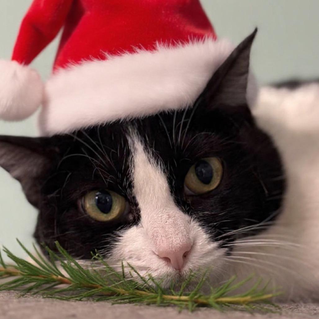 Enlarge Tess, a Adoptable Domestic Short Hair in Ponte Vedra Beach, FL image 5/5