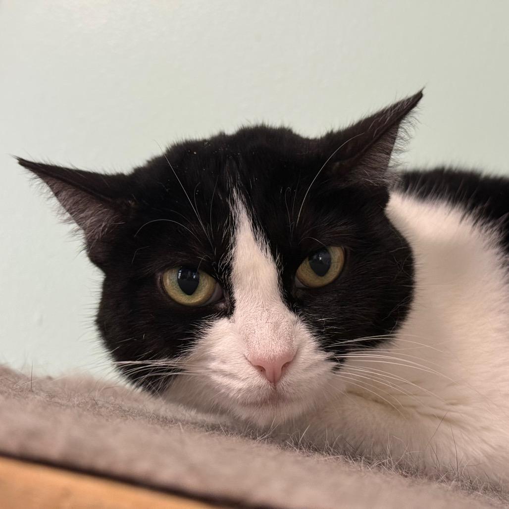 Tess, a Adoptable Domestic Short Hair in Ponte Vedra Beach, FL image 3/3