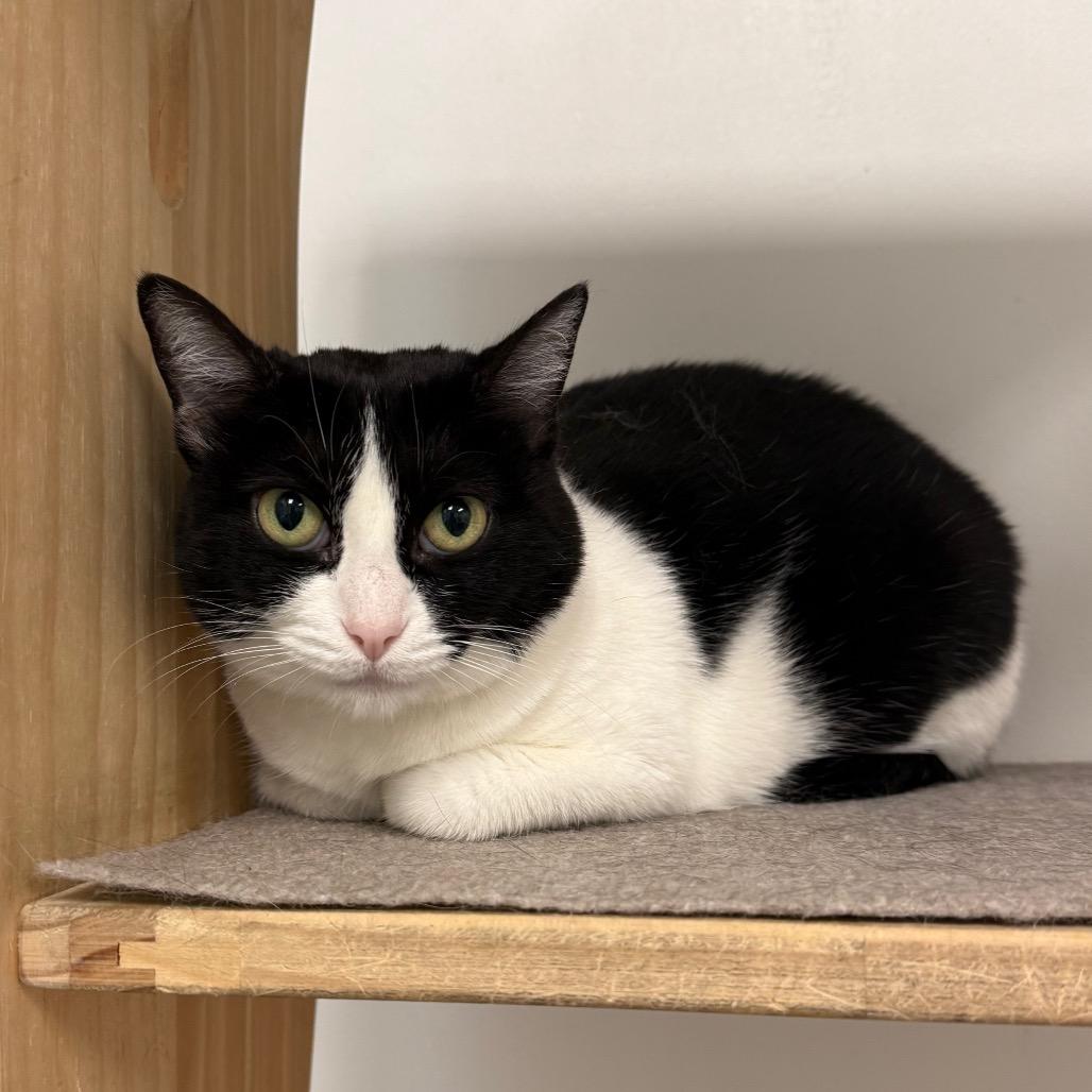 Enlarge Tess, a Adoptable Domestic Short Hair in Ponte Vedra Beach, FL image 4/4