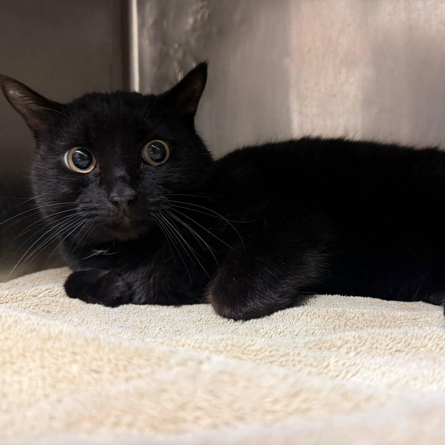 Thomas, ADOPTABLE, Adult Male Domestic Short Hair.
