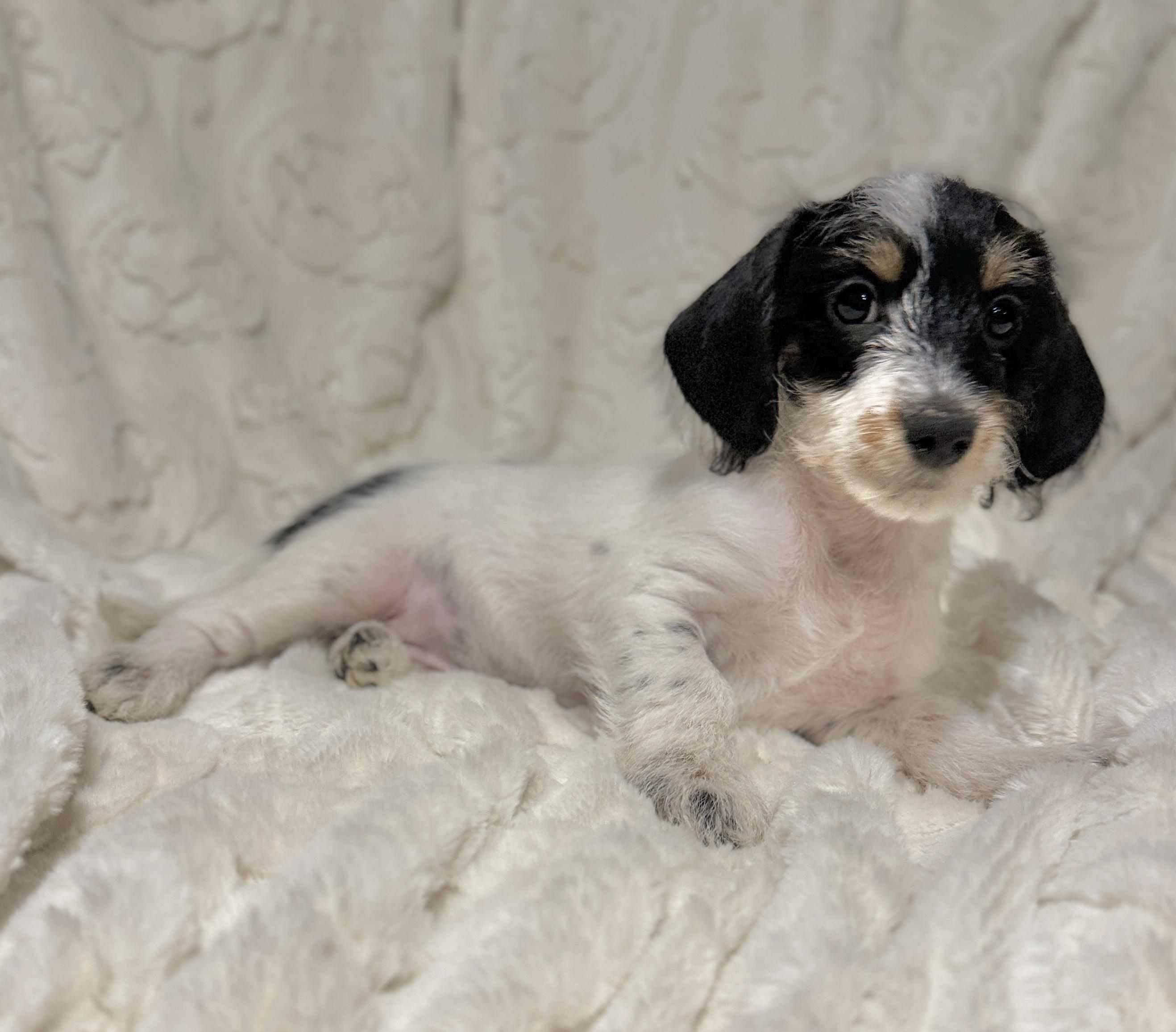 Enlarge Maximus, a ADOPTABLE mixed breed in Hales corners, WI image 1/3