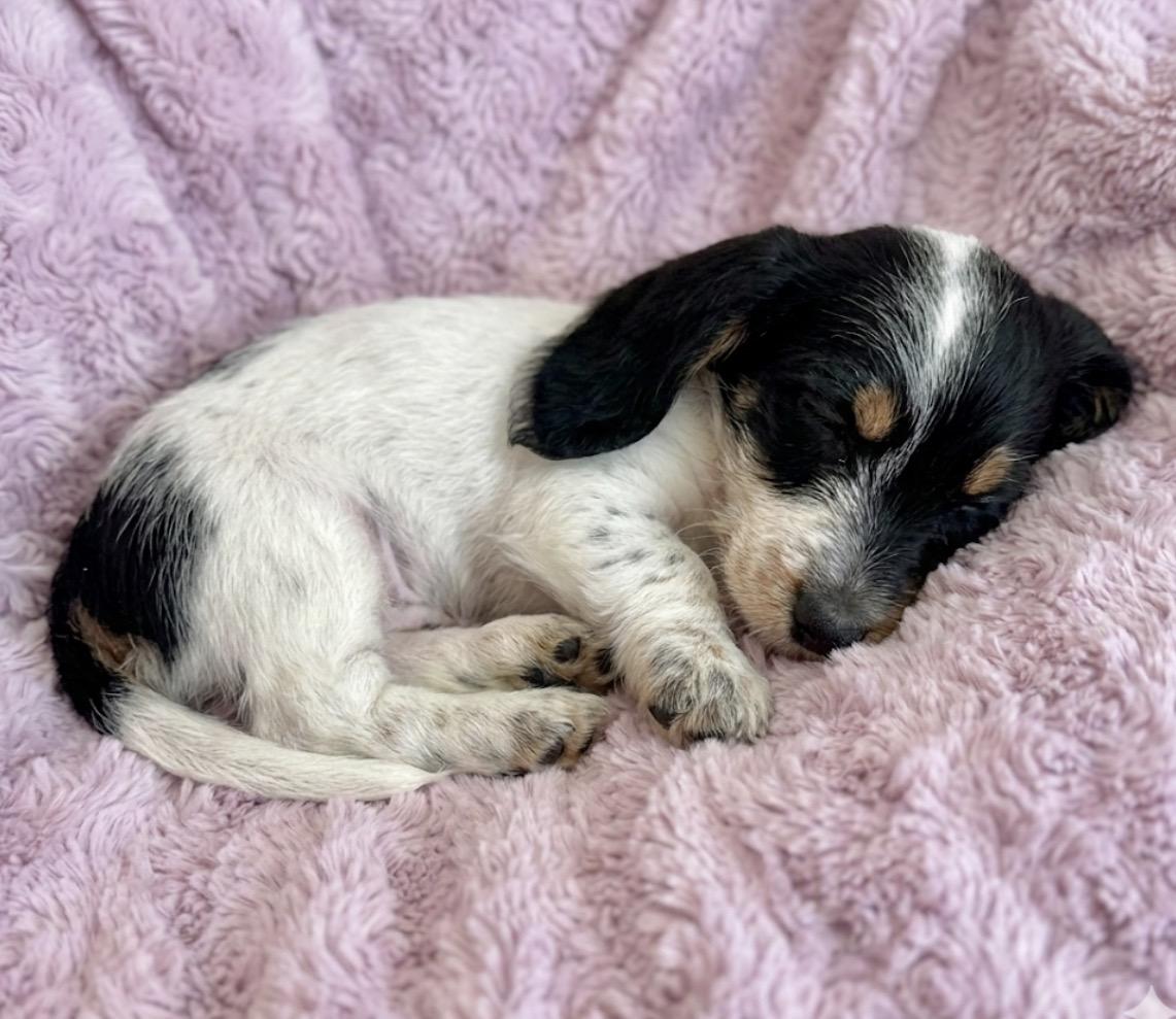 Enlarge Maximus, a ADOPTABLE mixed breed in Hales corners, WI image 3/3