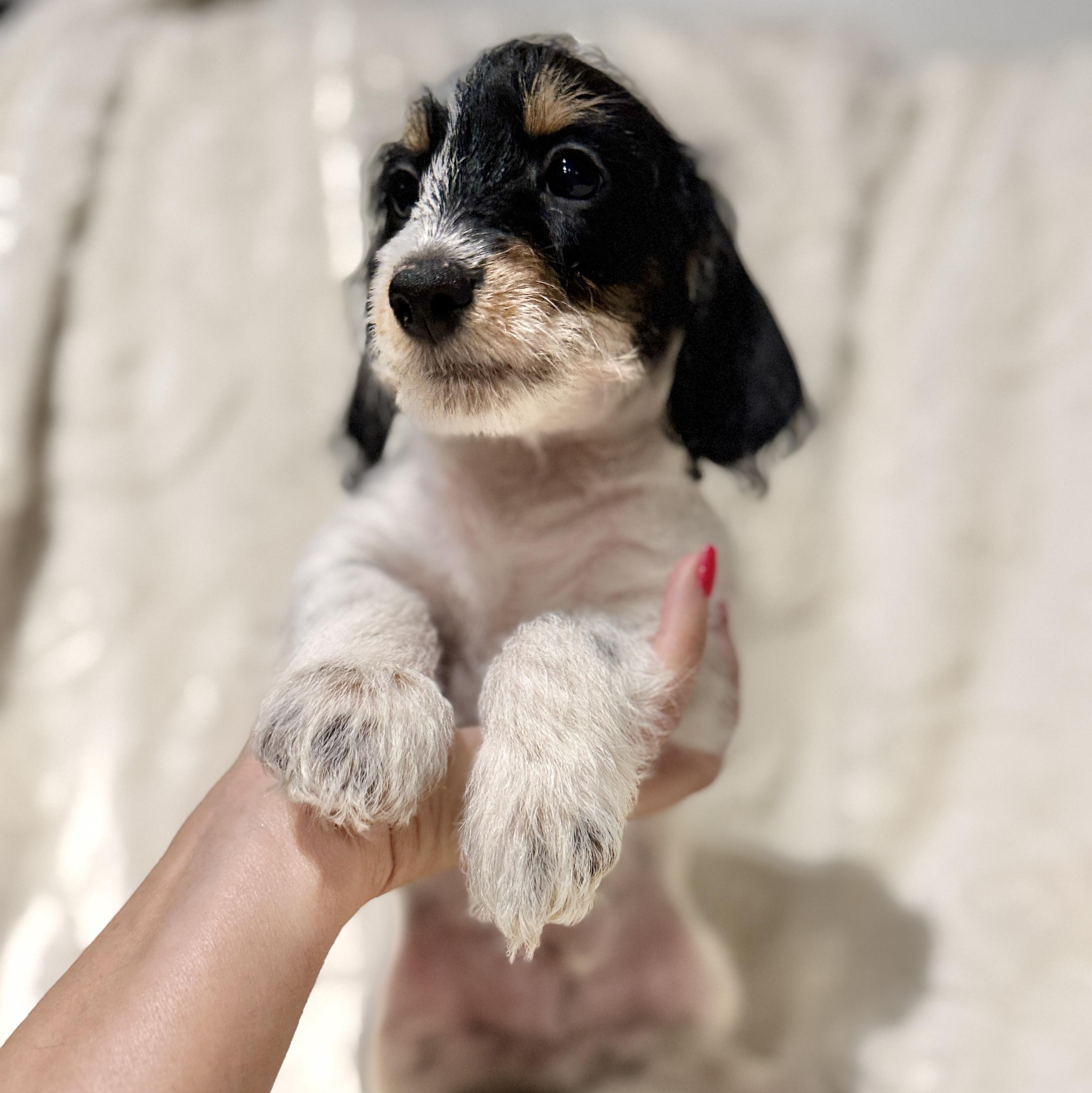 Enlarge Maximus, a ADOPTABLE mixed breed in Hales corners, WI image 2/3