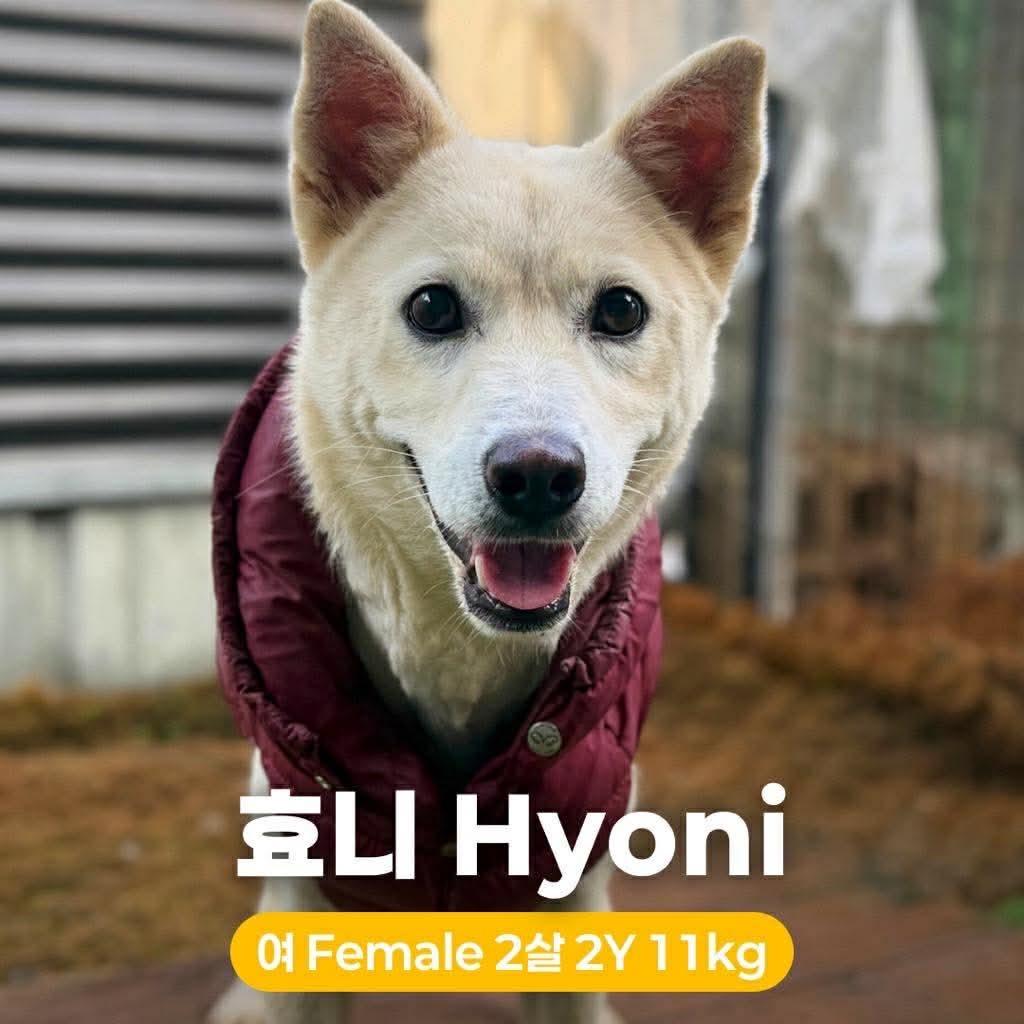 Hyoni thumbnail 4