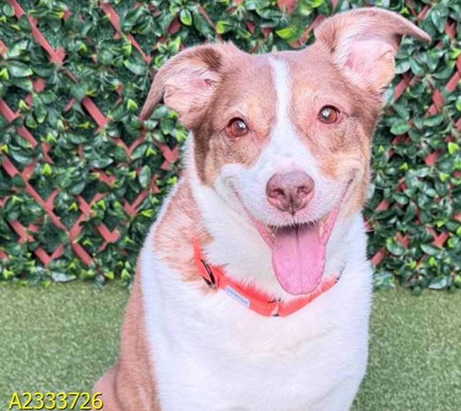 Enlarge SADIE, a Adoptable mixed breed in Bradenton, FL image 1/1
