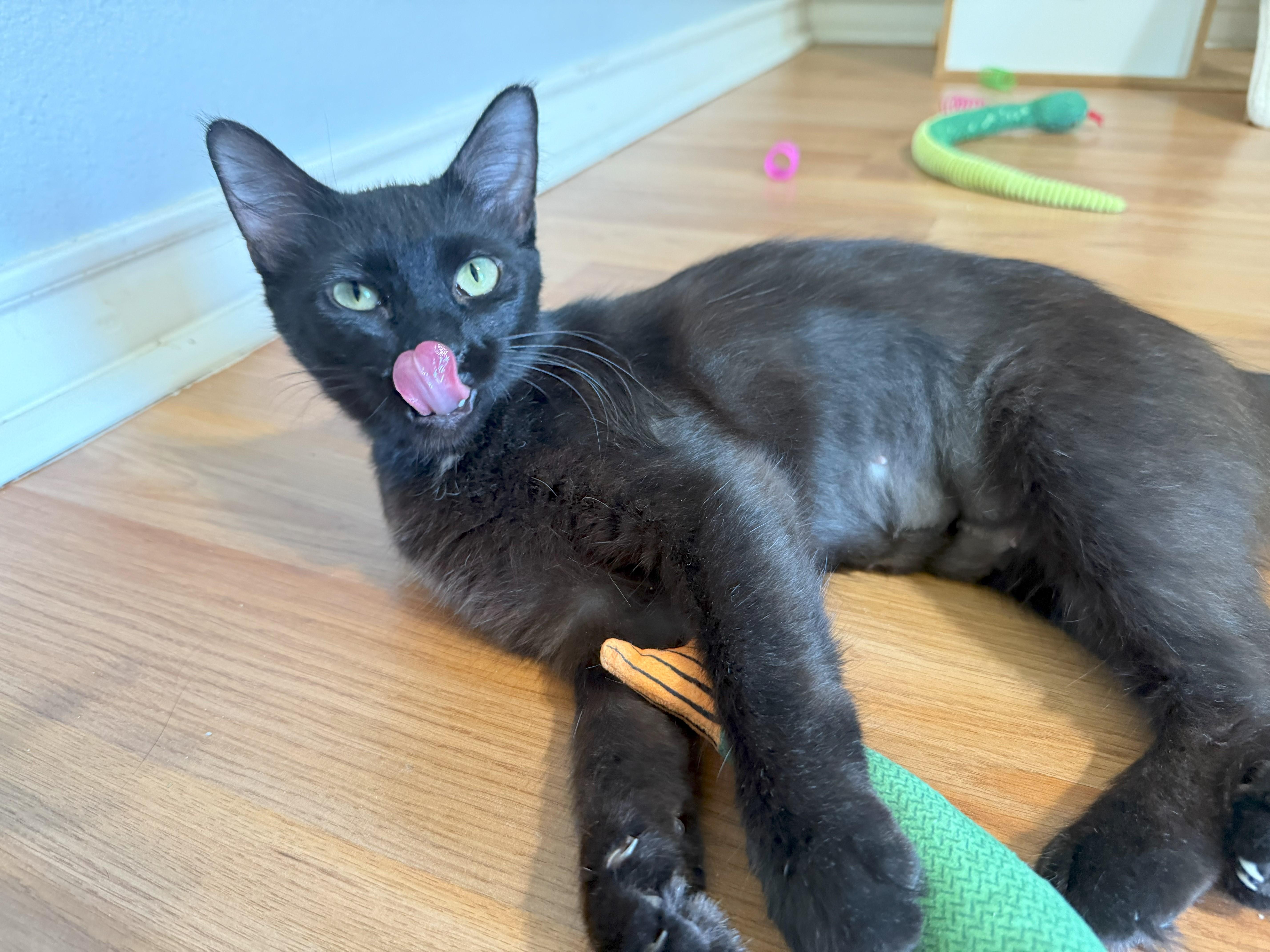 Madame Funnel Cake, Adult Female Domestic Medium Hair