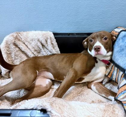 Layla, Adoptable, Young Female Pit Bull Terrier & Mixed Breed.