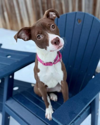 Enlarge Layla, a Adoptable mixed breed in Washington, DC image 2/3