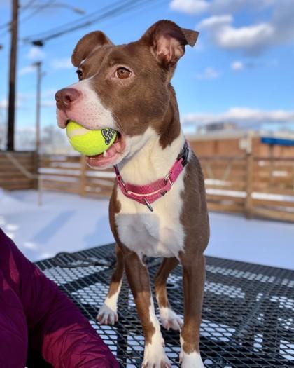 Enlarge Layla, a Adoptable mixed breed in Washington, DC image 3/3