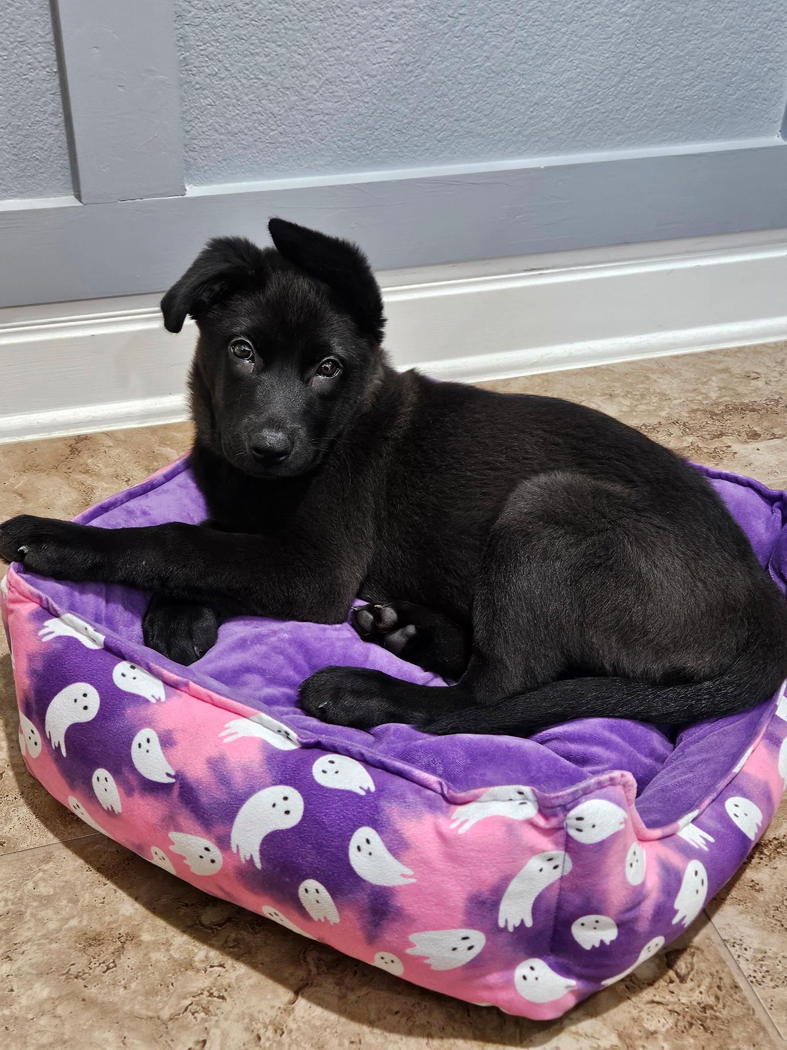 Kala, an adoptable mixed breed in Kempner, TX image 1/5