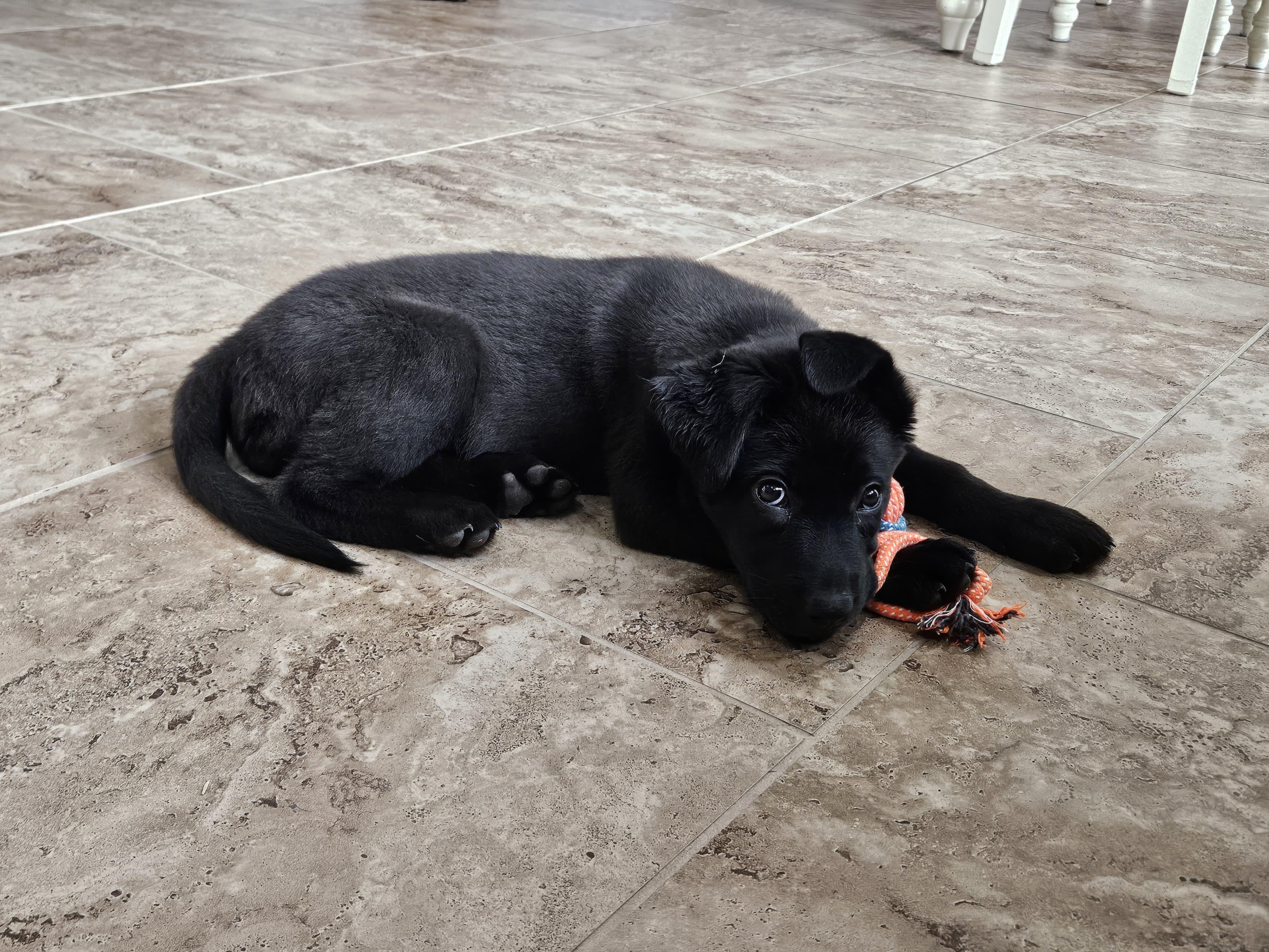 Kala, an adoptable mixed breed in Kempner, TX image 2/5