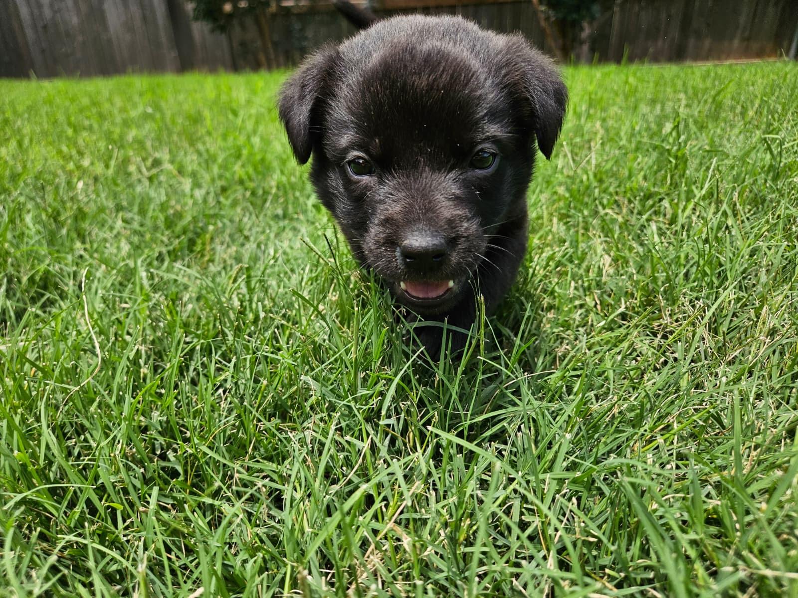 Enlarge Kala, an adoptable mixed breed in Kempner, TX image 1/4