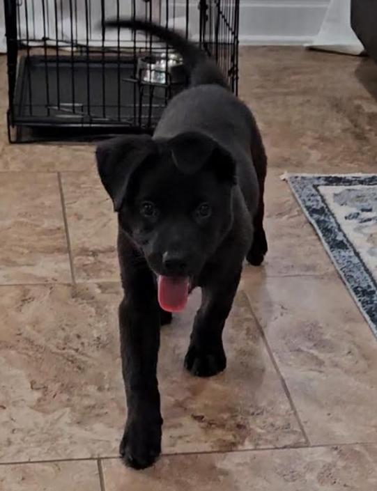 Kala, an adoptable mixed breed in Kempner, TX image 3/5