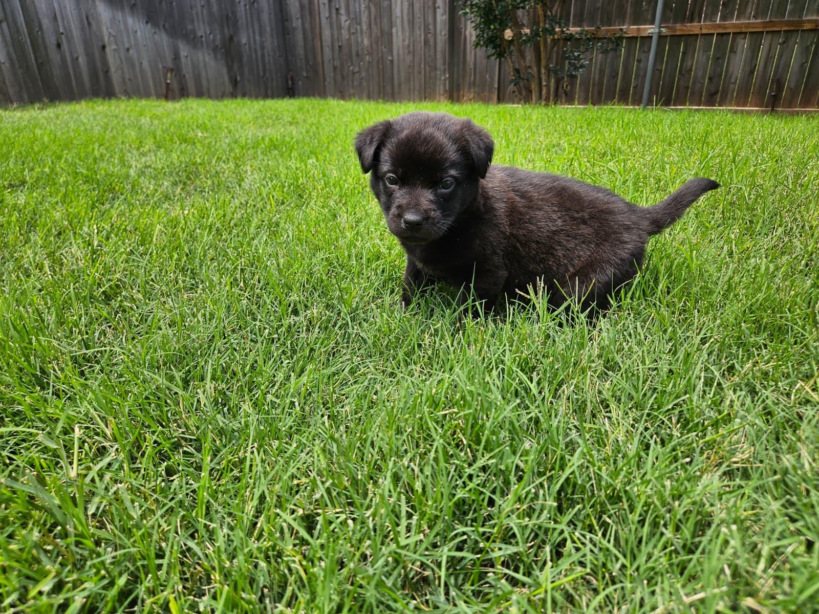 Enlarge Kala, an adoptable mixed breed in Kempner, TX image 3/4