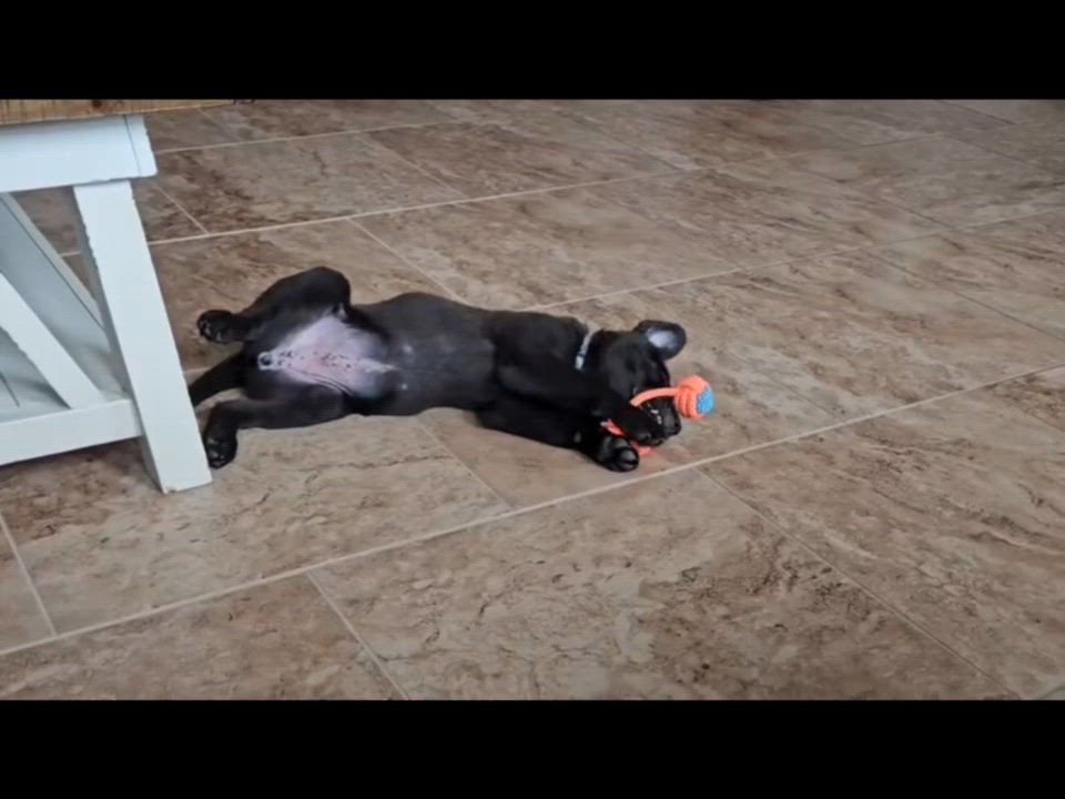 Enlarge Kala, an adoptable mixed breed in Kempner, TX video 5/5