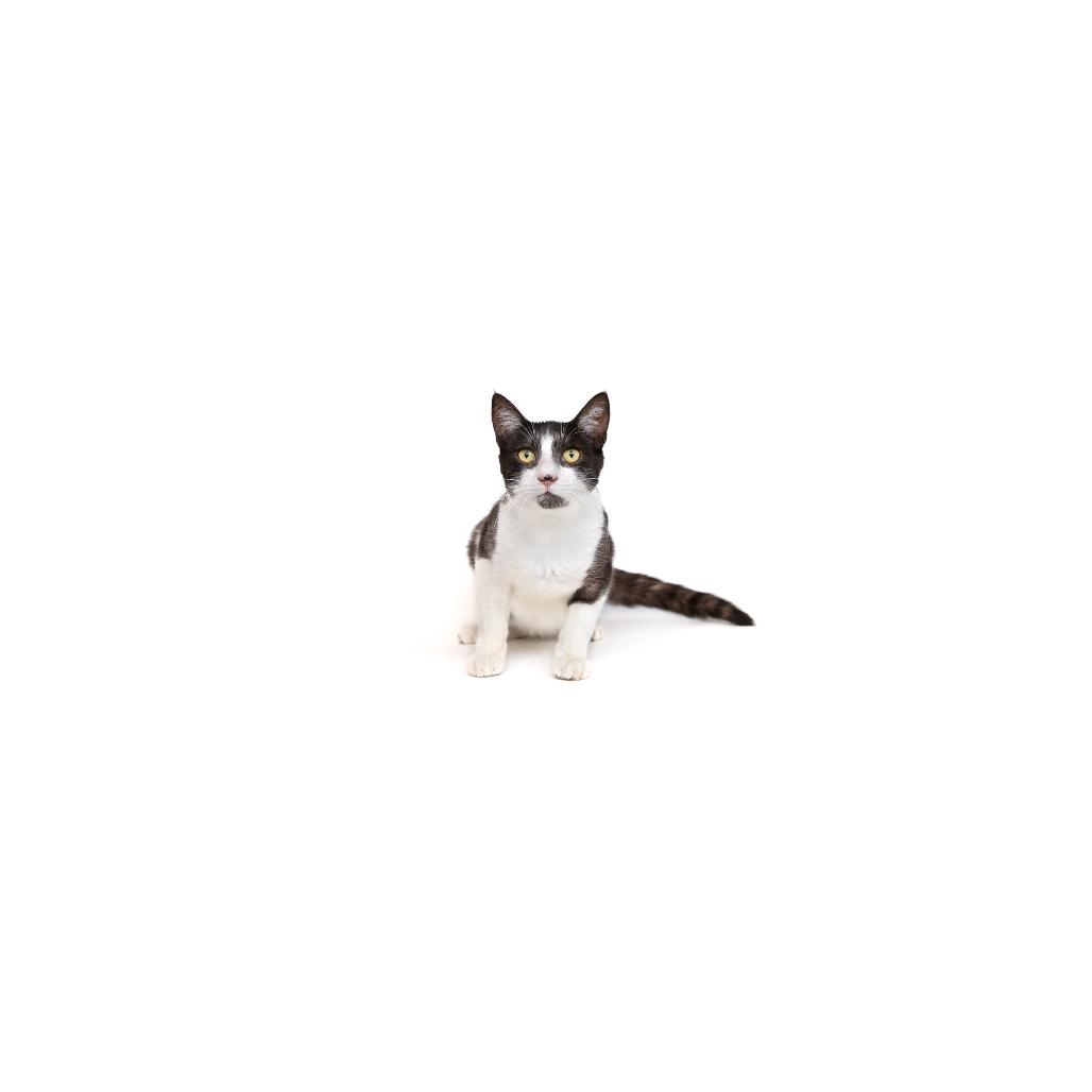 Enlarge Johnny, a Adoptable Domestic Short Hair in Playa Vista, CA image 1/1