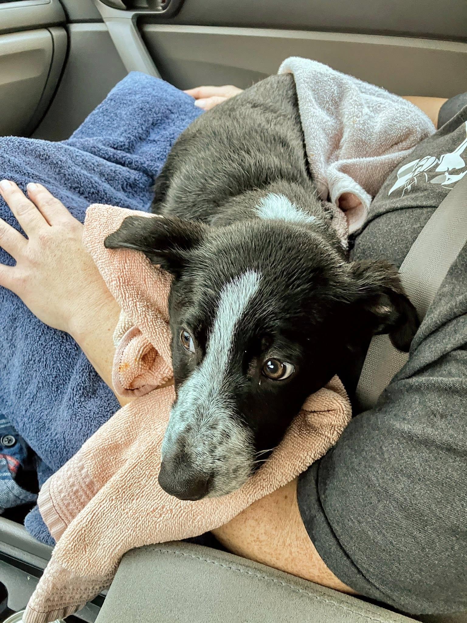 Aspen, Adoptable, Young Male Border Collie.