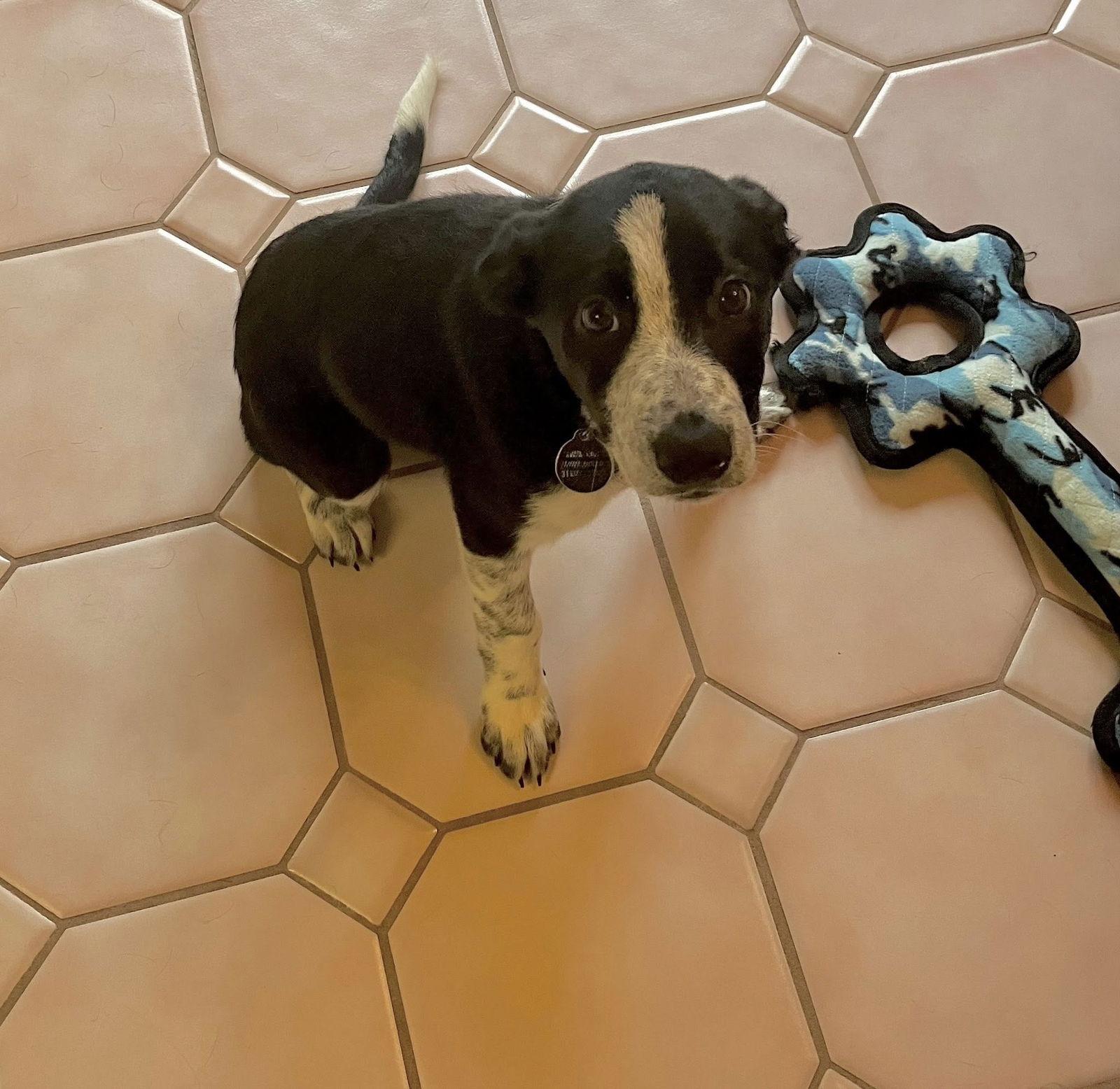 Enlarge Aspen, a Adoptable Border Collie in Paso Robles, CA image 3/3