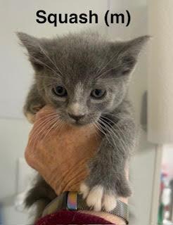 Enlarge Squash, a Adoptable Domestic Short Hair in Saugerties, NY image 1/1
