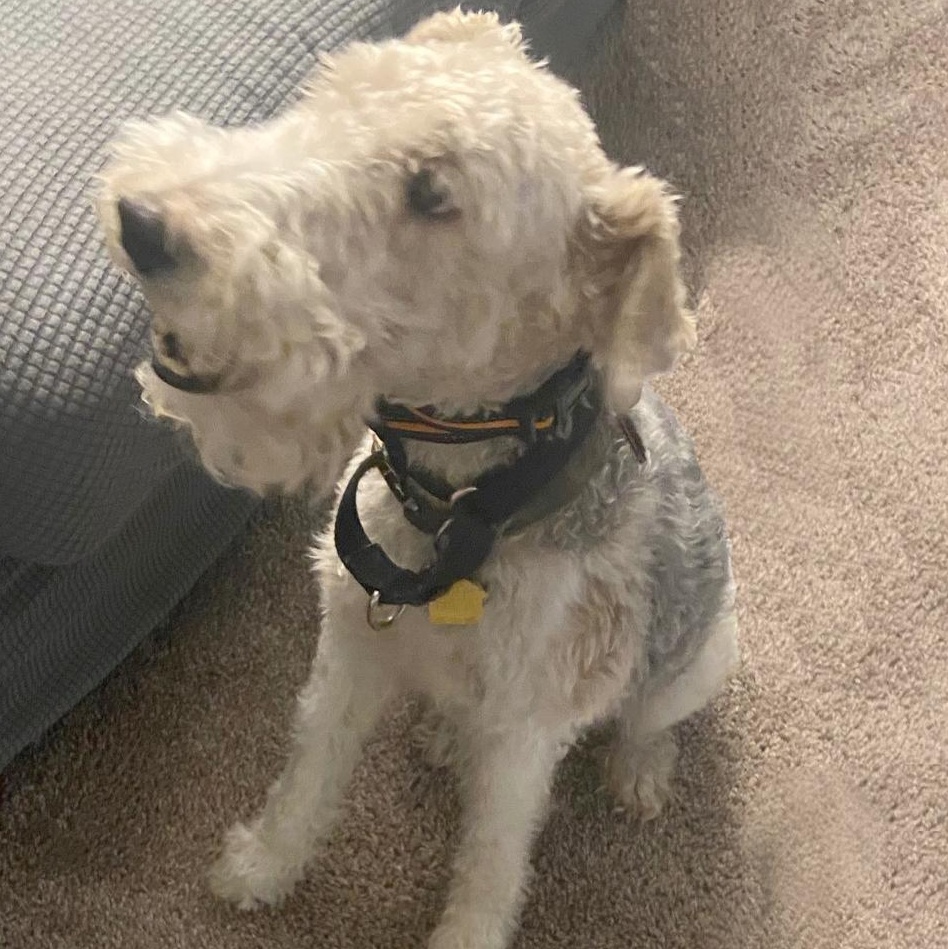 Gizmo, Adopted, Adult Male Wire Fox Terrier.