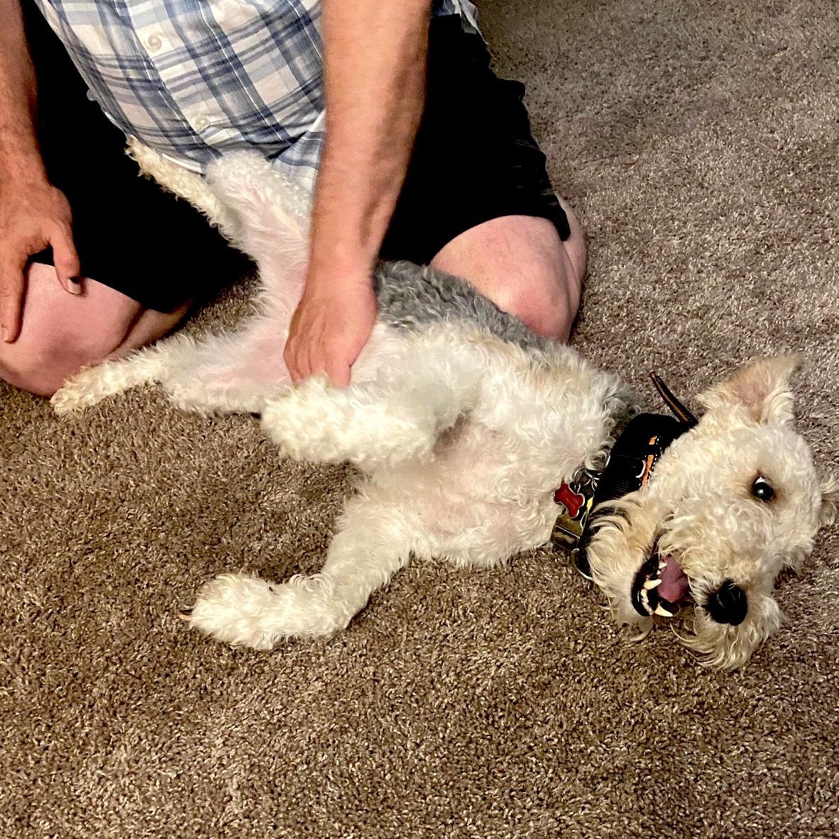 Gizmo, a Adopted Wire Fox Terrier in Portland, OR image 2/4