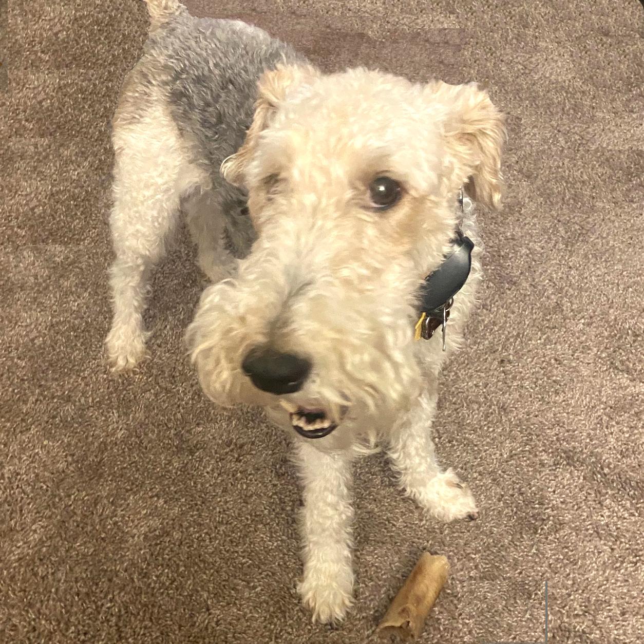 Gizmo, a Adopted Wire Fox Terrier in Portland, OR image 3/4