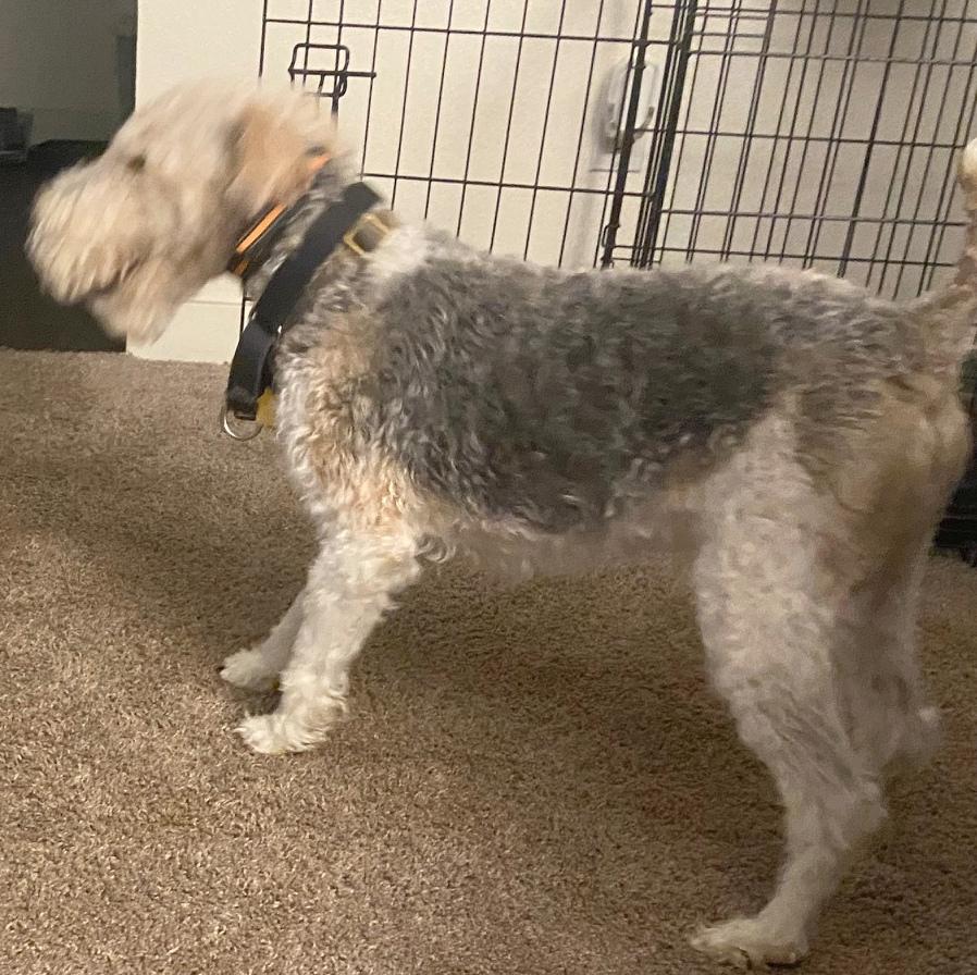 Gizmo, a Adopted Wire Fox Terrier in Portland, OR image 4/4