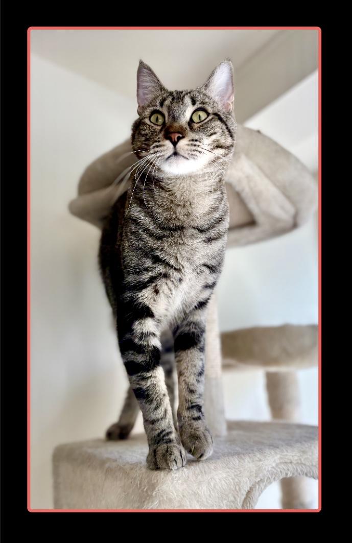 Jake, an adoptable Tabby in SCOTTSDALE, AZ image 1/4