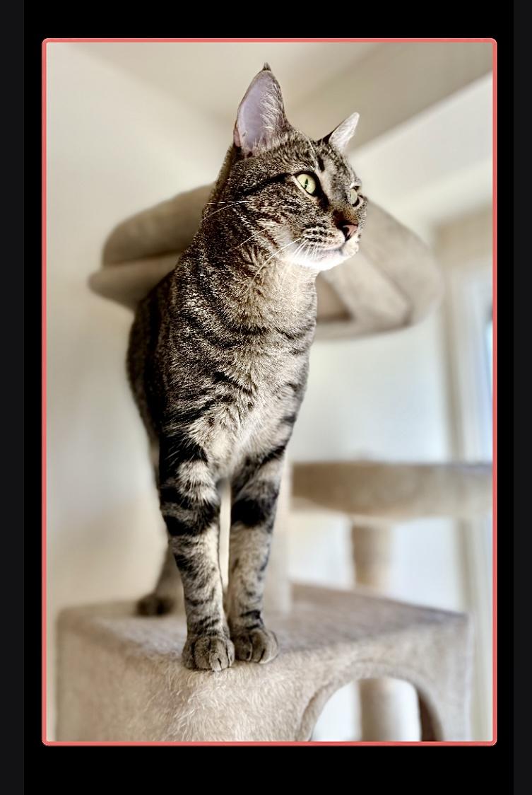 Jake, an adoptable Tabby in SCOTTSDALE, AZ image 2/4