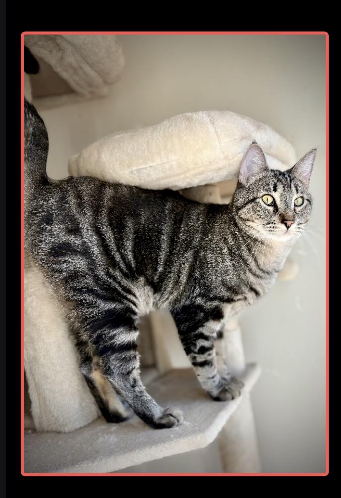 Jake, an adoptable Tabby in SCOTTSDALE, AZ image 3/4