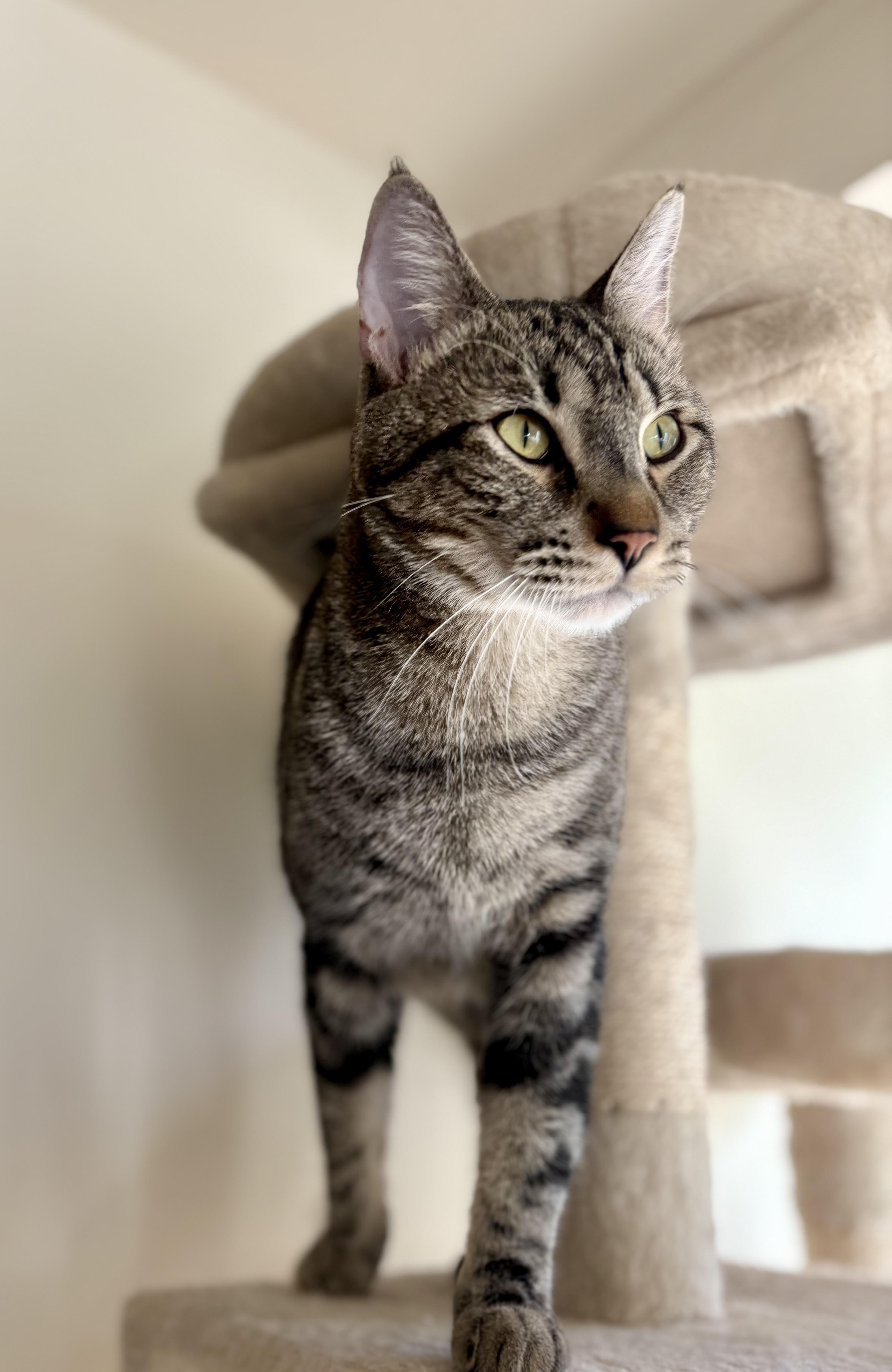 Jake, an adoptable Tabby in SCOTTSDALE, AZ image 4/4