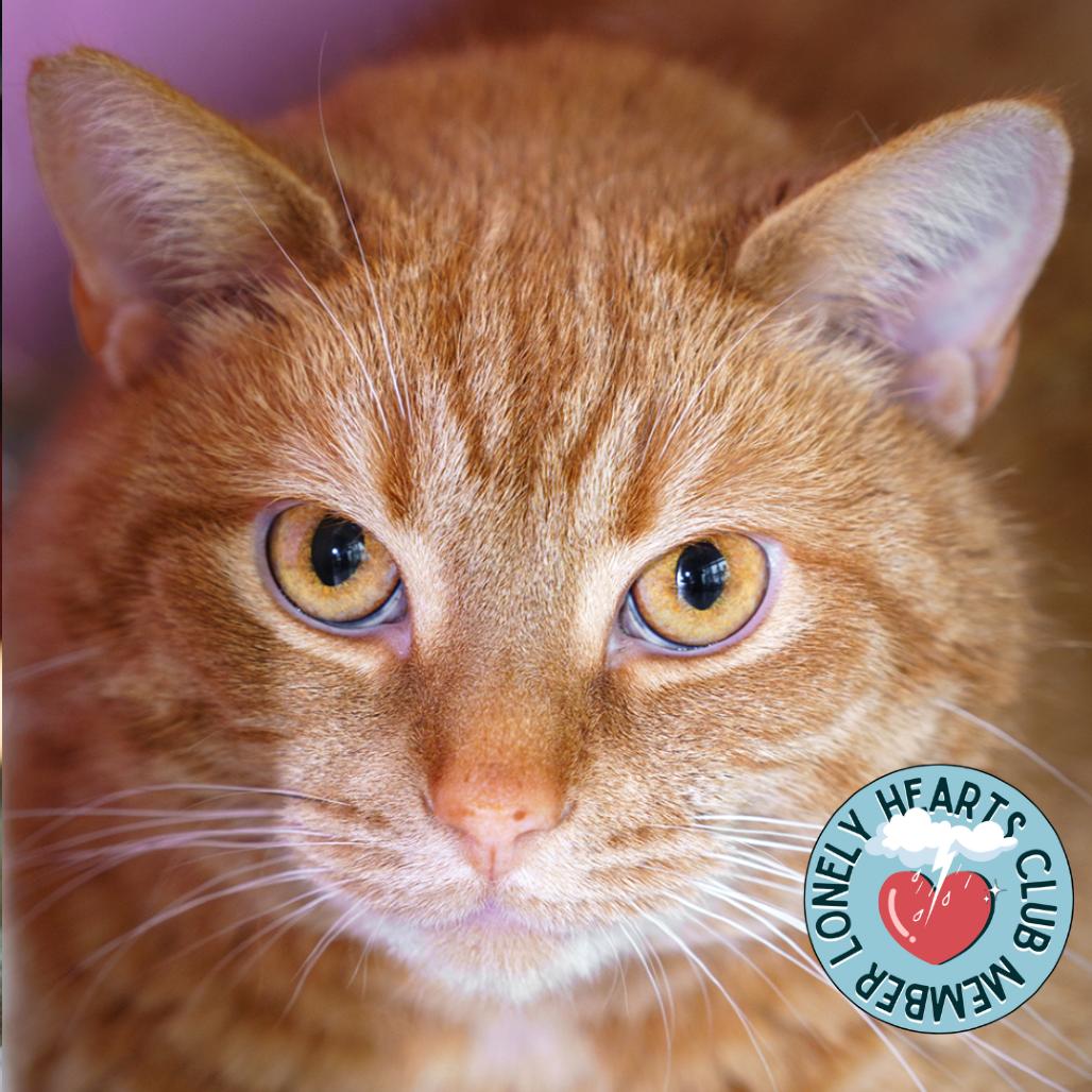 Enlarge Ginger, a Adoptable Domestic Short Hair in Evansville, IN image 1/6