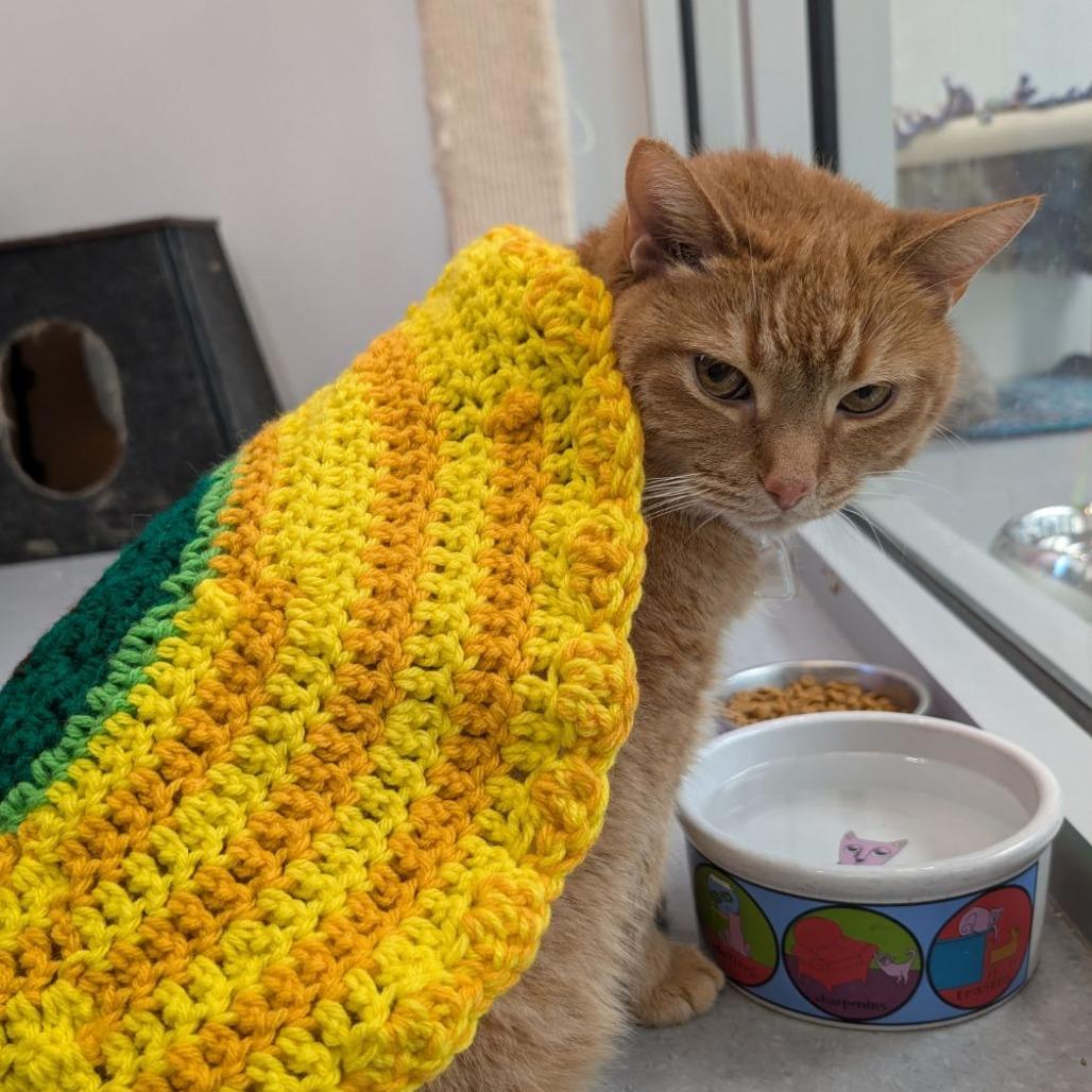 Enlarge Ginger, a Adoptable Domestic Short Hair in Evansville, IN image 2/6