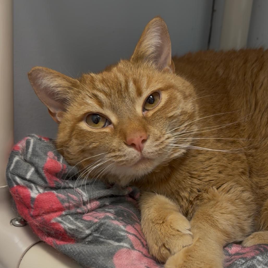 Enlarge Ginger, a Adoptable Domestic Short Hair in Evansville, IN image 4/6