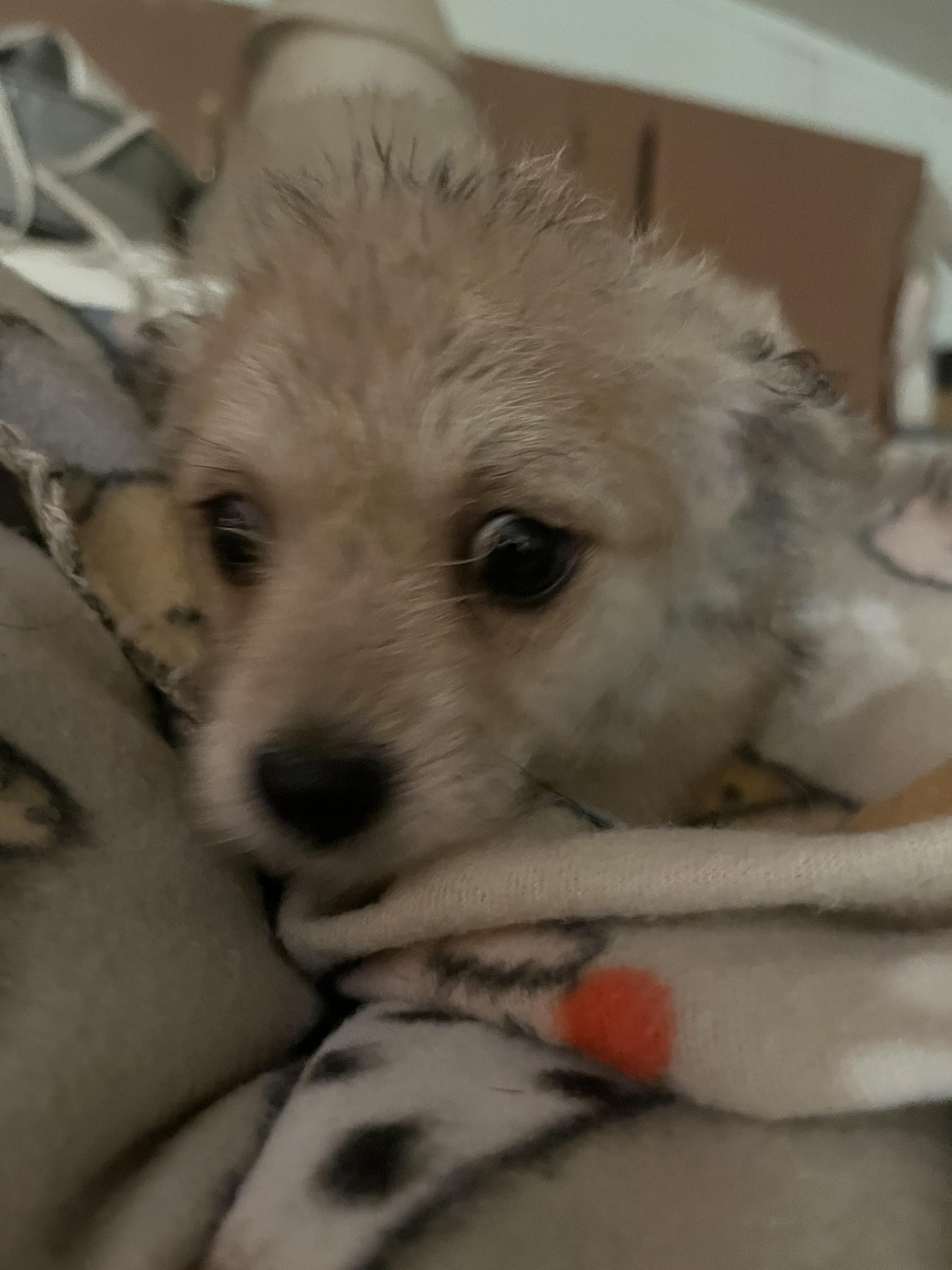 Poochies, Adopted, Puppy Male Maltipoo & Chihuahua.