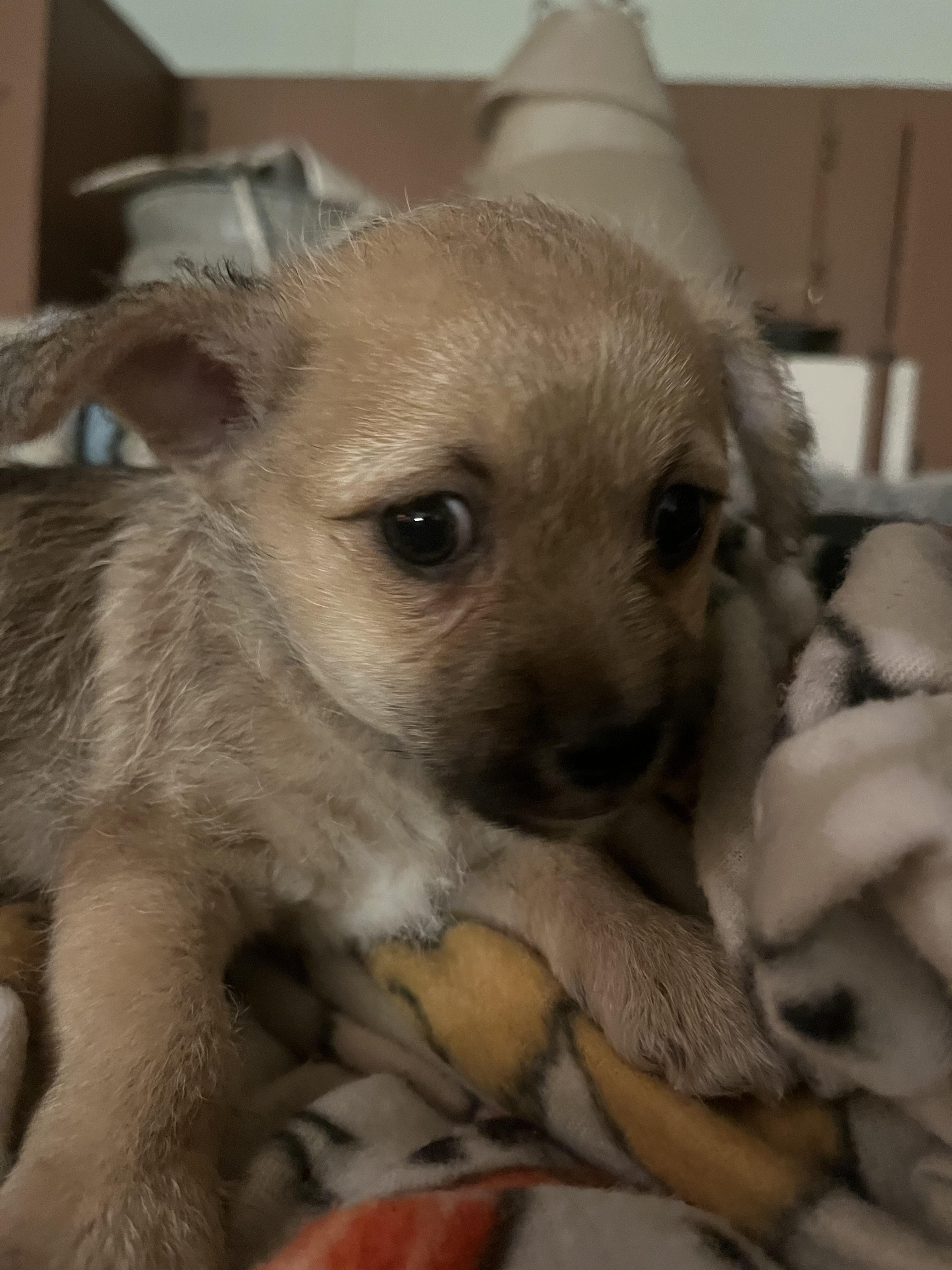 Poochies, an adoptable Maltipoo, Chihuahua in Tonopah, AZ, 85354 | Photo Image 2