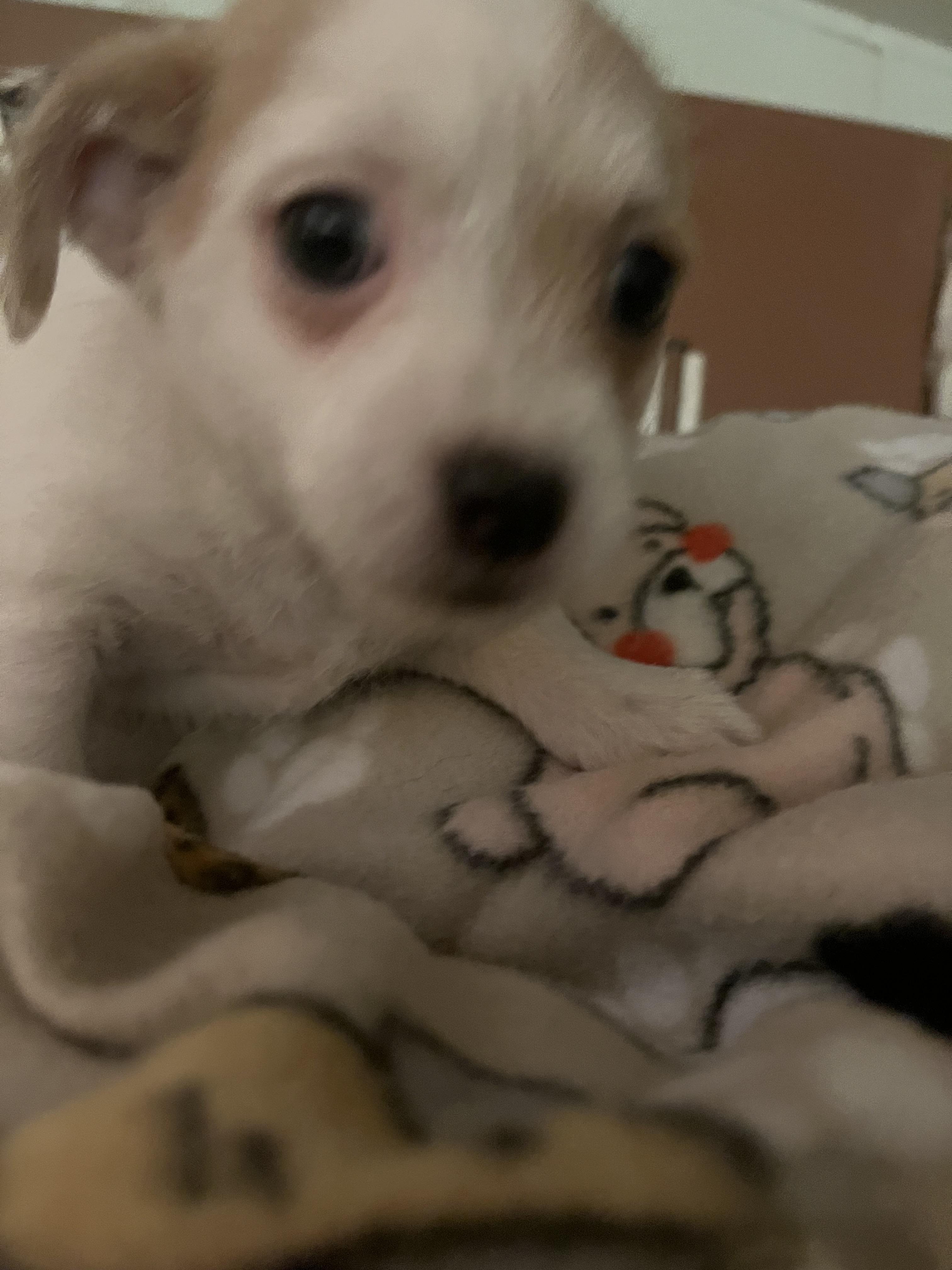 Poochies, an adoptable Maltipoo, Chihuahua in Tonopah, AZ, 85354 | Photo Image 1