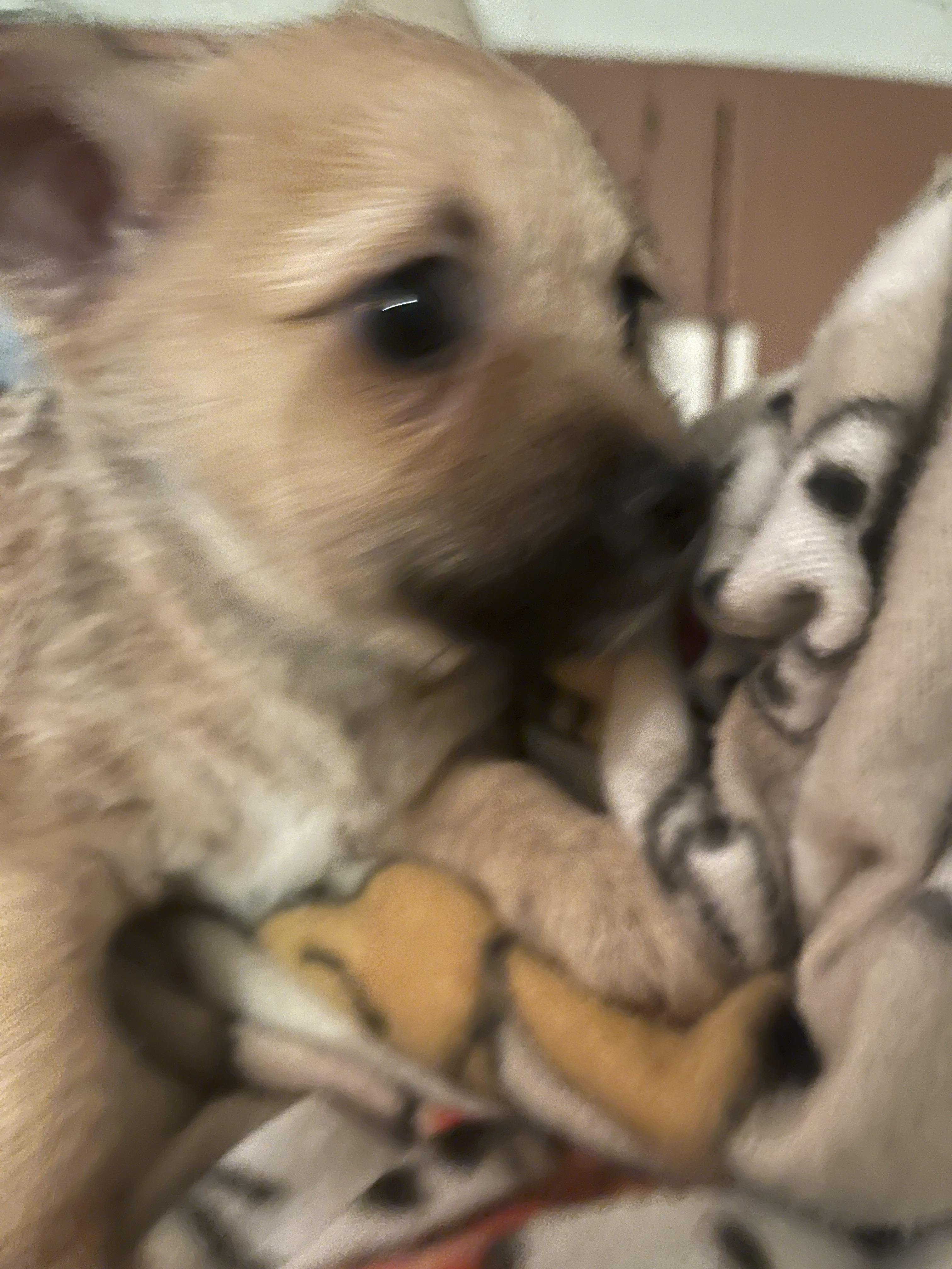 Enlarge Poochies, a Adopted mixed breed in Tonopah, AZ image 4/5