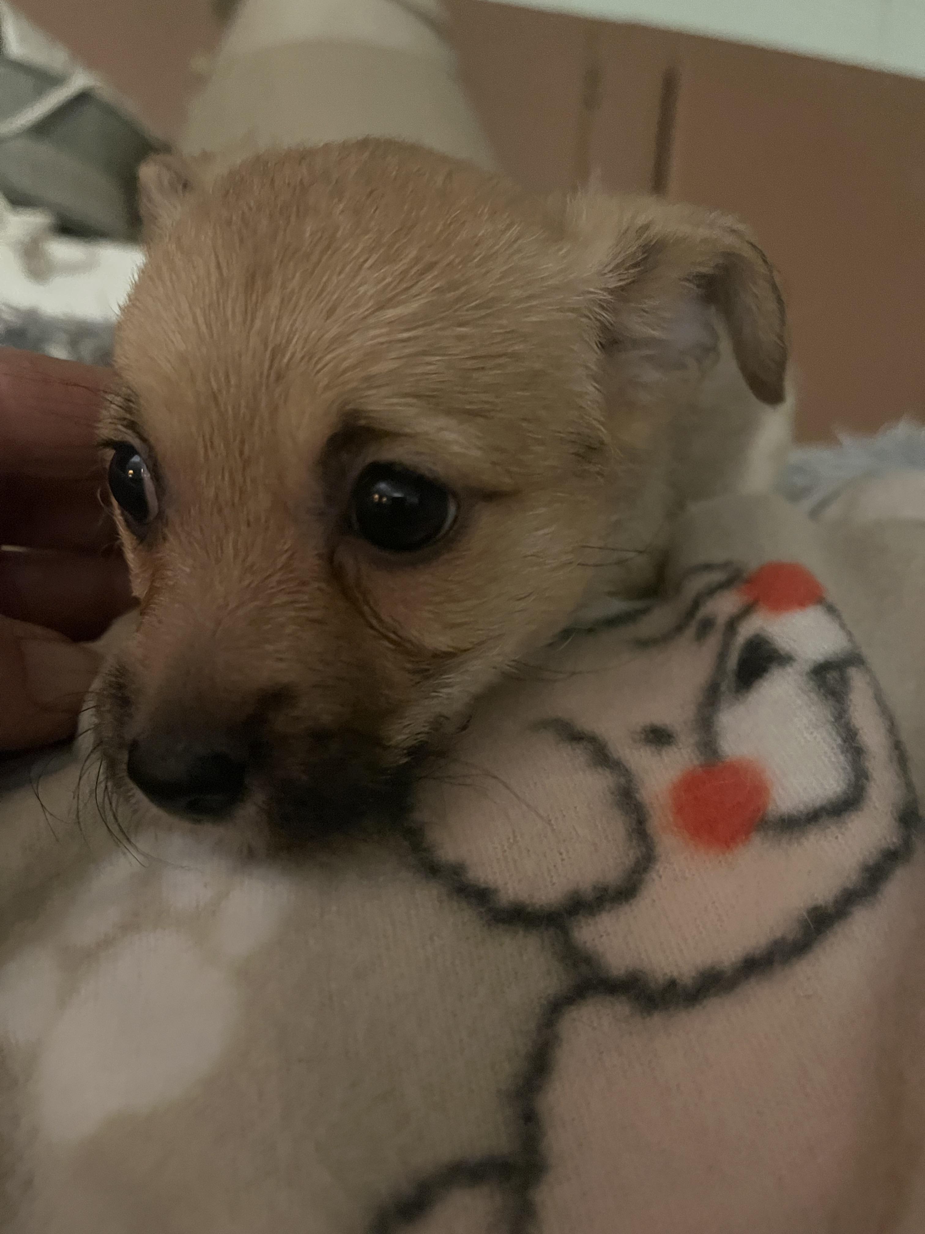 Poochies, an adoptable Maltipoo, Chihuahua in Tonopah, AZ, 85354 | Photo Image 3