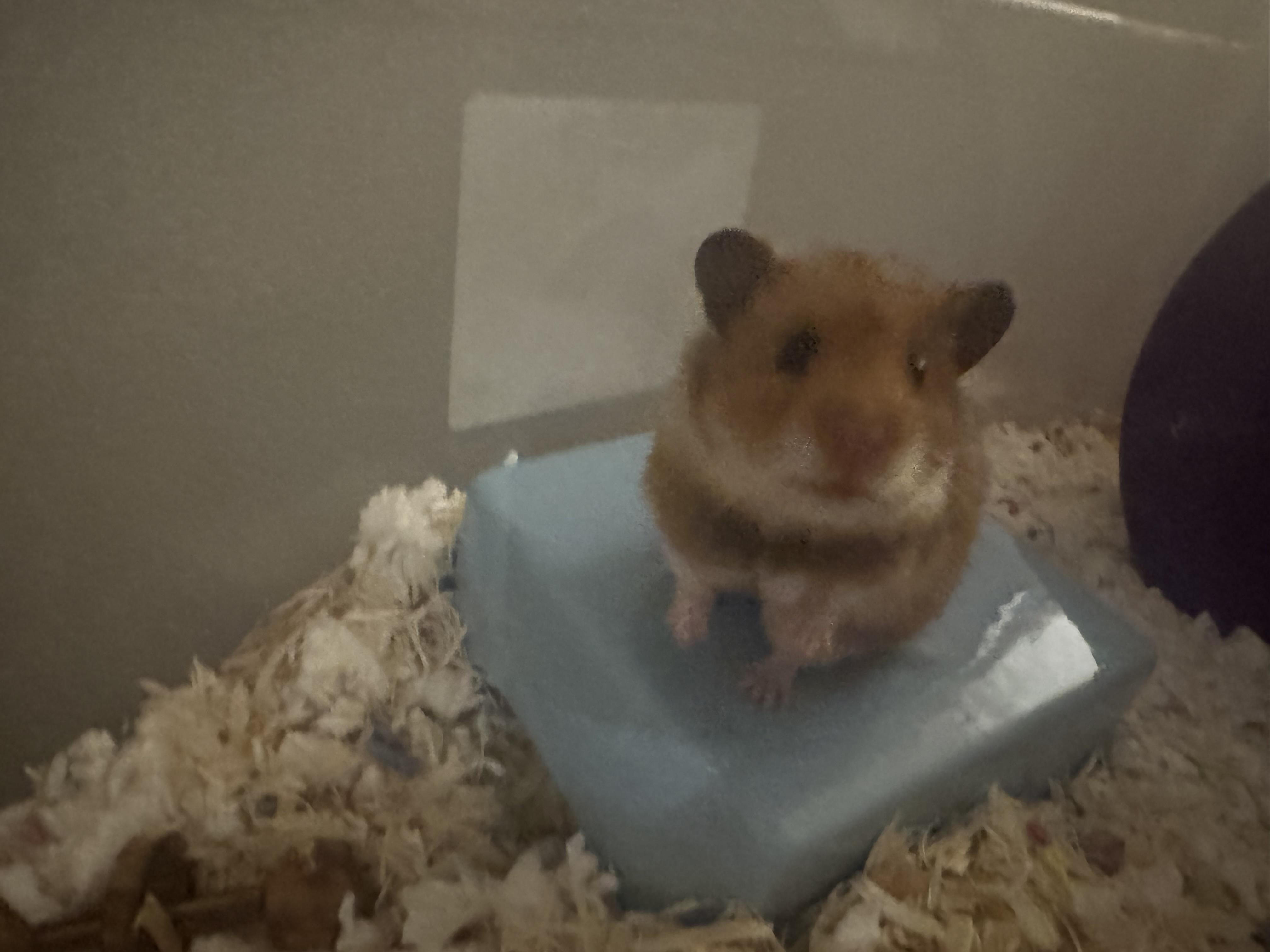 Enlarge Raspberry , an adopted mixed breed in Irvine, CA image 2/2