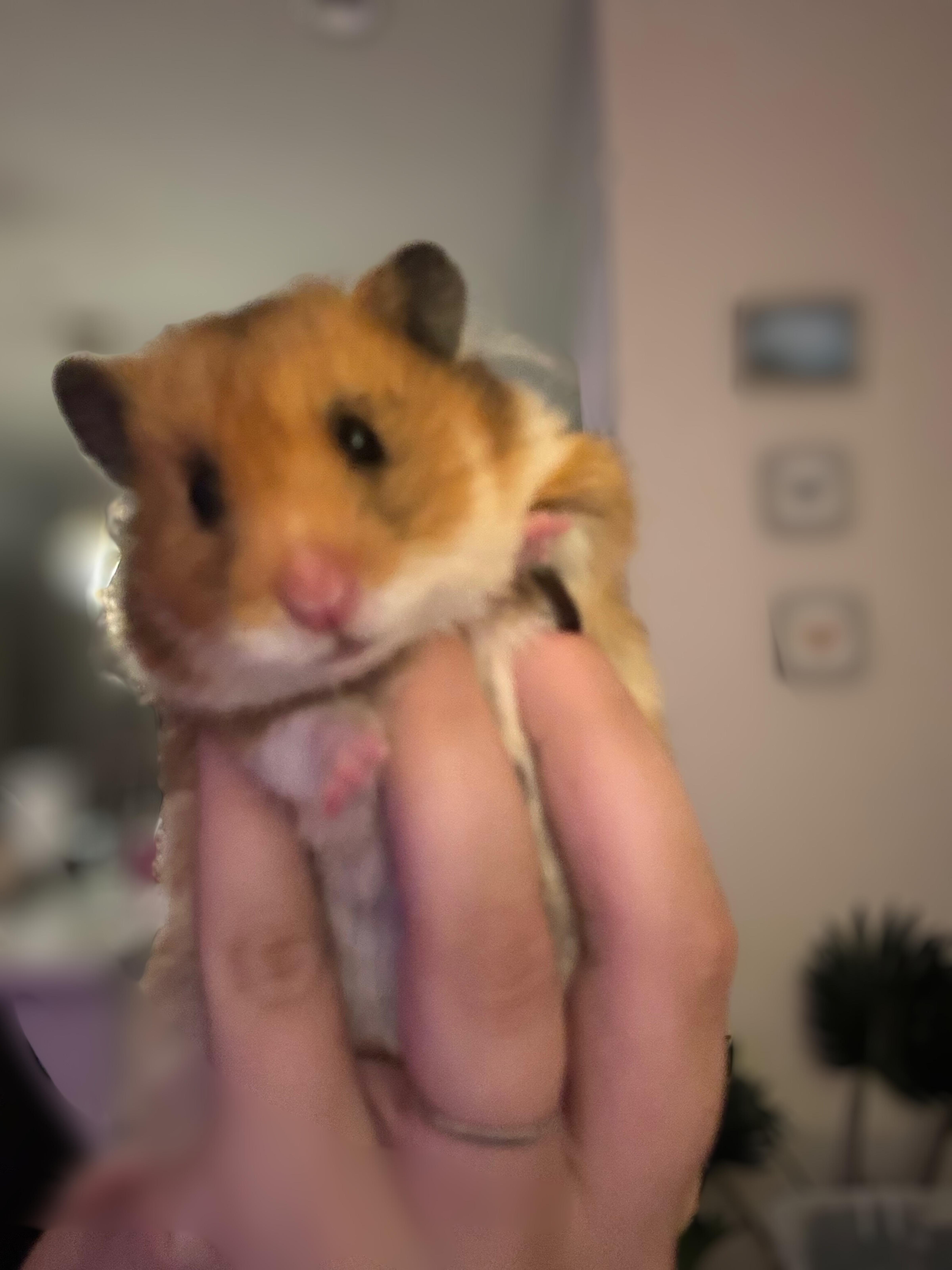 Enlarge Raspberry , an adopted mixed breed in Irvine, CA image 1/2