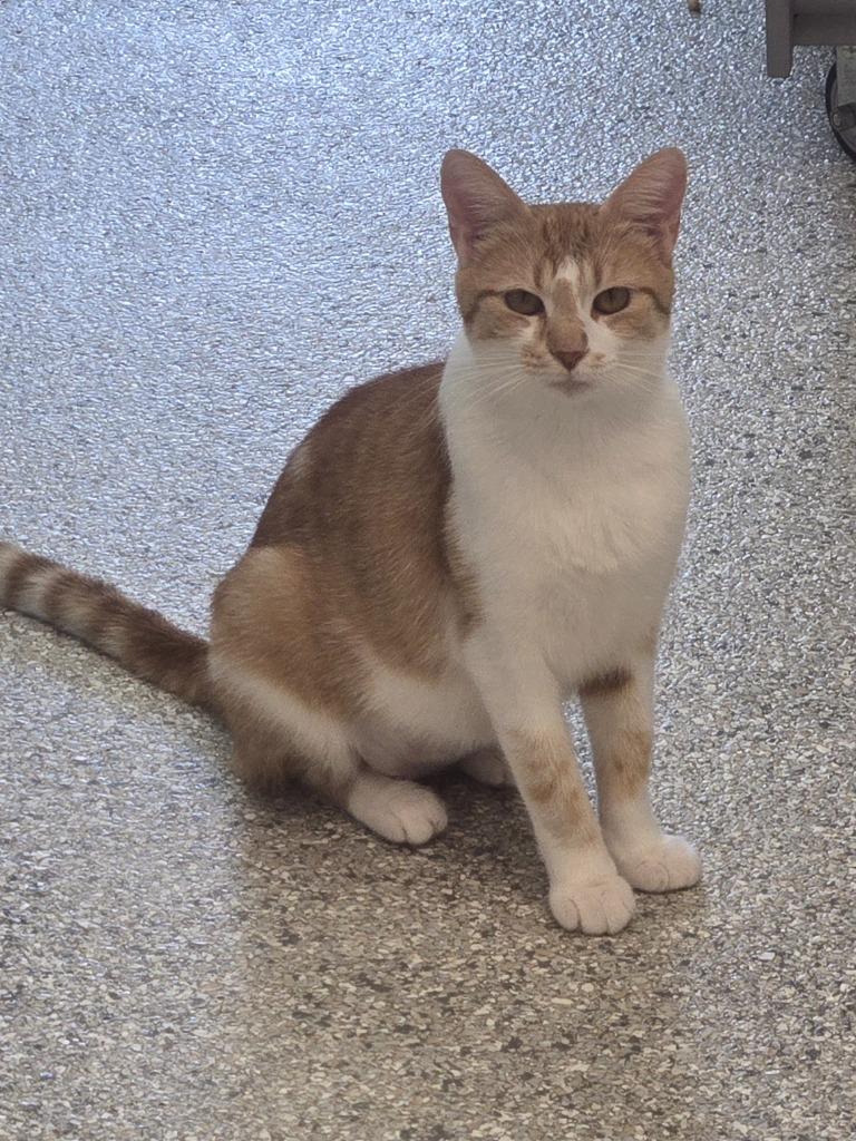 Pringle, Adoptable, Young Female Domestic Short Hair.