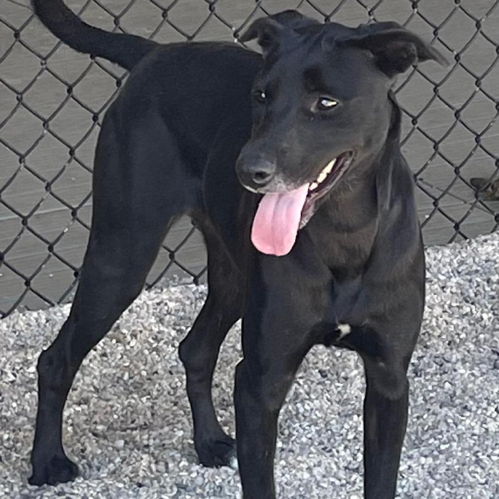 Enlarge Abby, a Adoptable mixed breed in Englewood, FL image 1/5