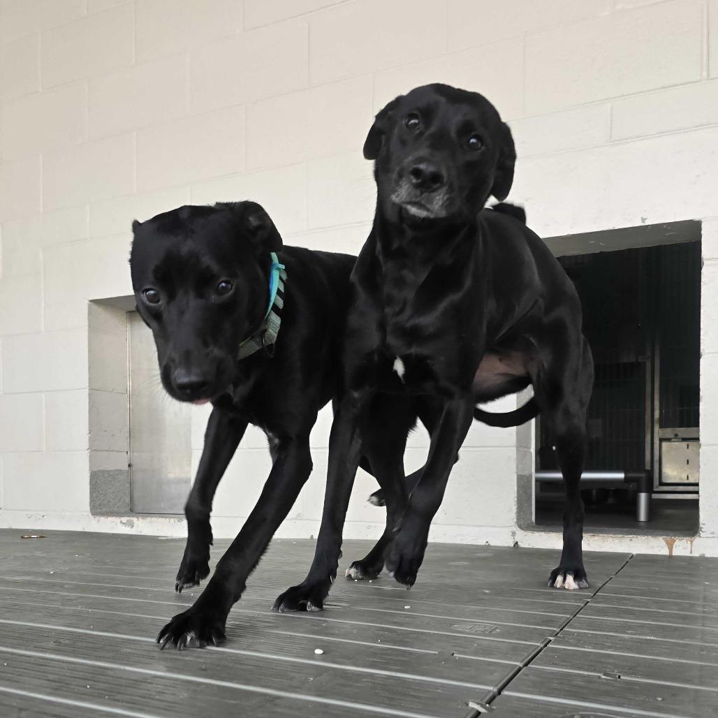 Enlarge Abby, a Adoptable mixed breed in Englewood, FL image 3/5