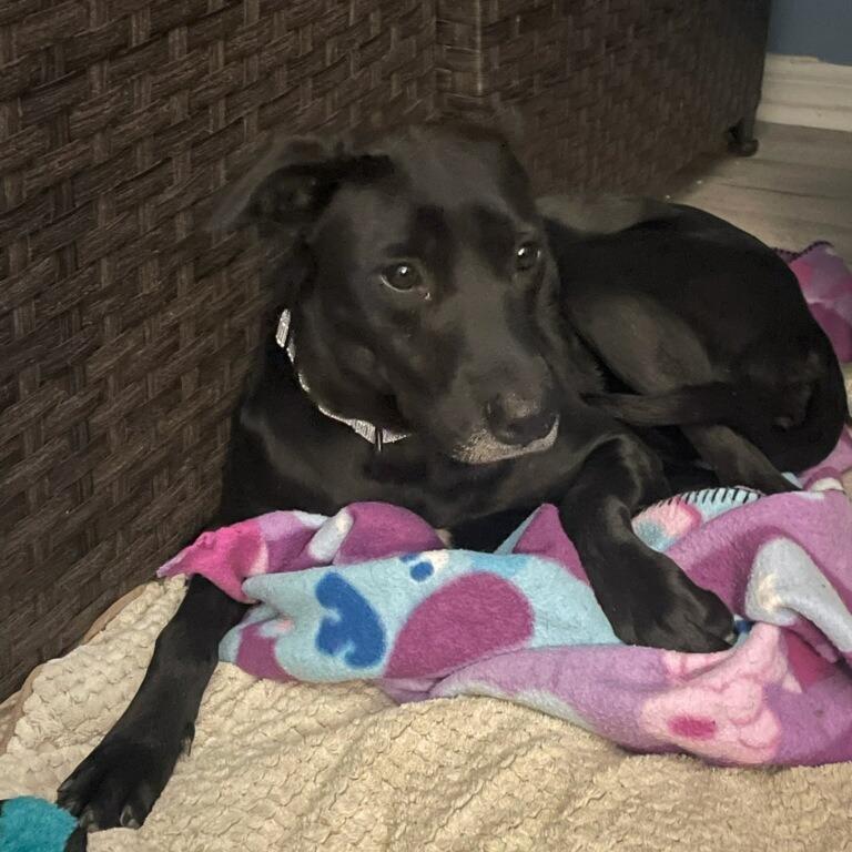 Enlarge Abby, a Adoptable mixed breed in Englewood, FL image 4/5