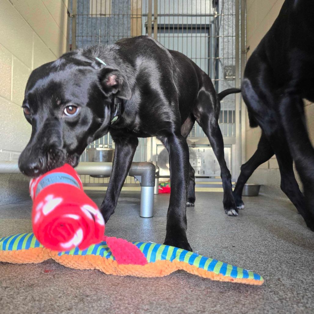 Enlarge Abby, a Adoptable mixed breed in Englewood, FL image 5/5