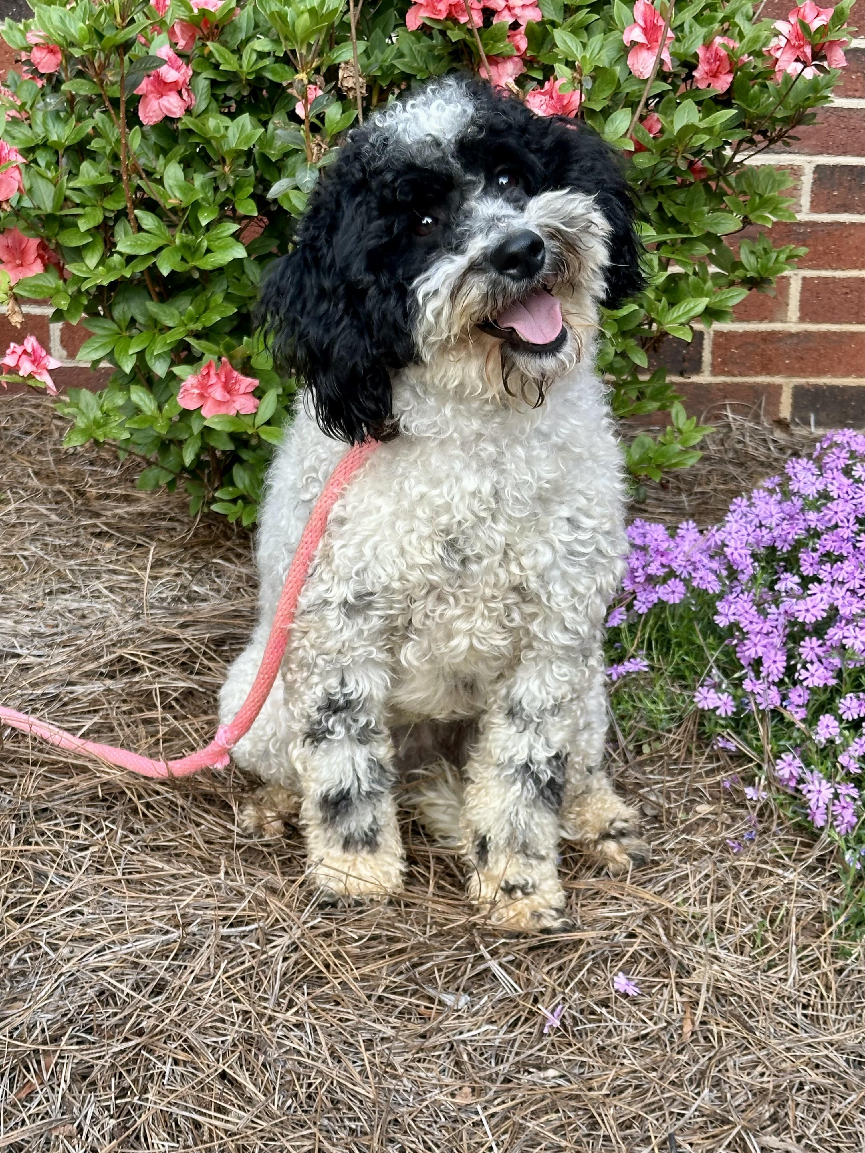 Whisper, adopted, Young Female Miniature Poodle & Sheep Dog.