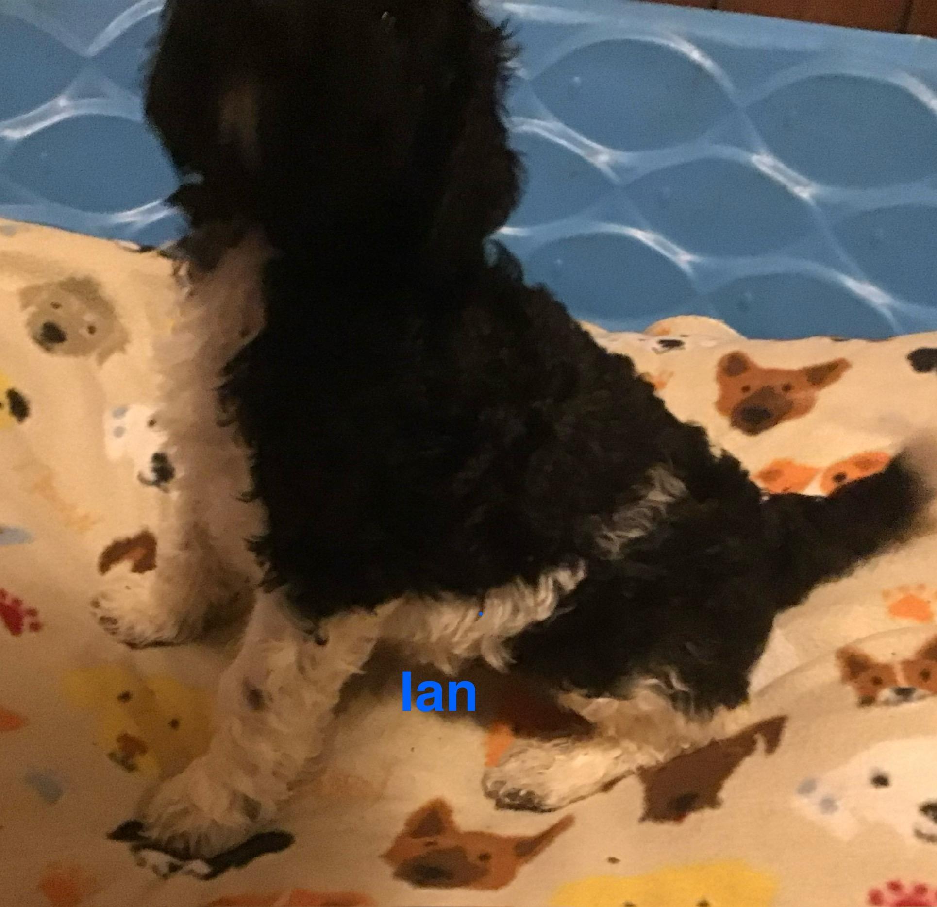 Ian - In Foster