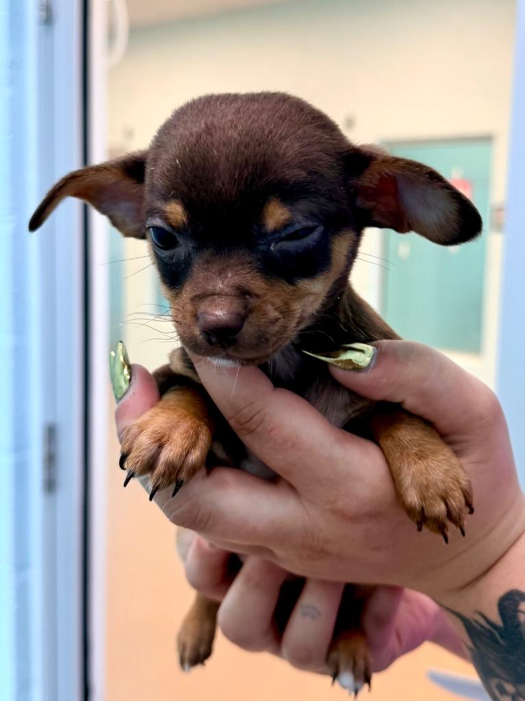 Enlarge Chartreuse, a Adoptable mixed breed in Cape Coral, FL image 1/1