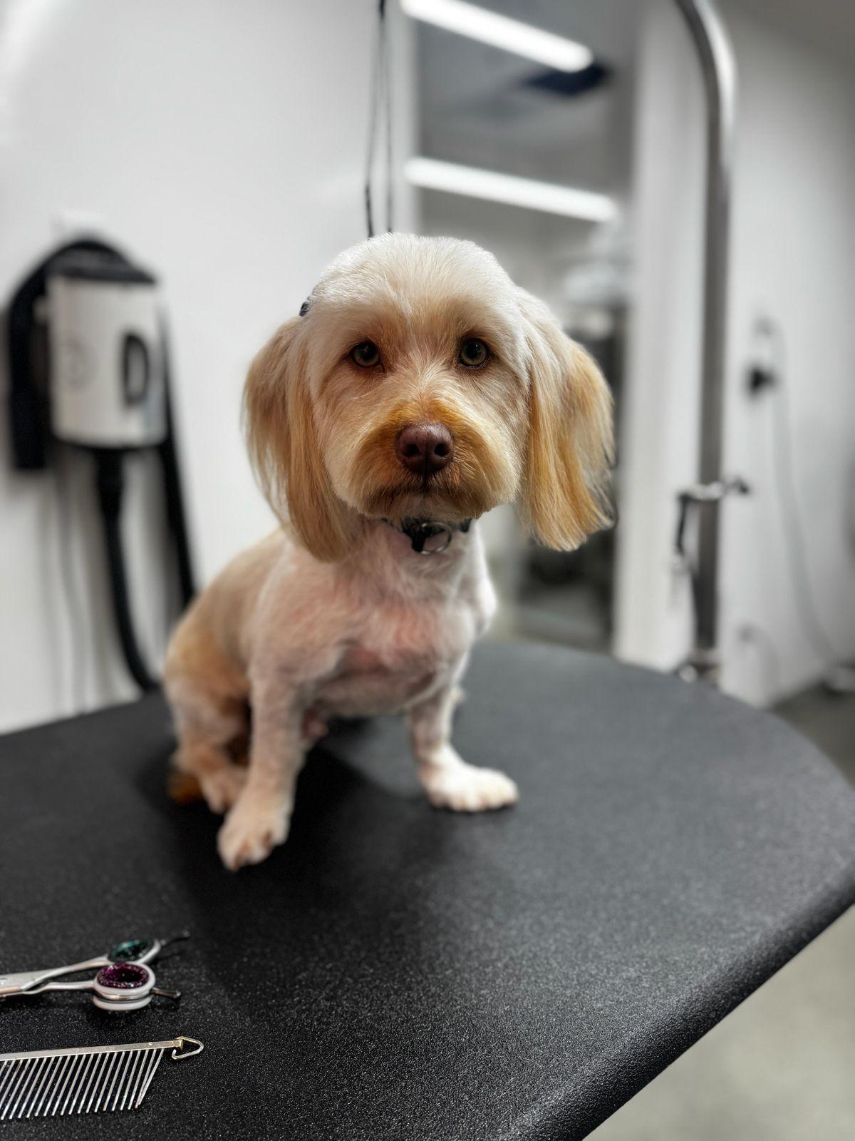 Bella, ADOPTABLE, Adult Female Maltese.